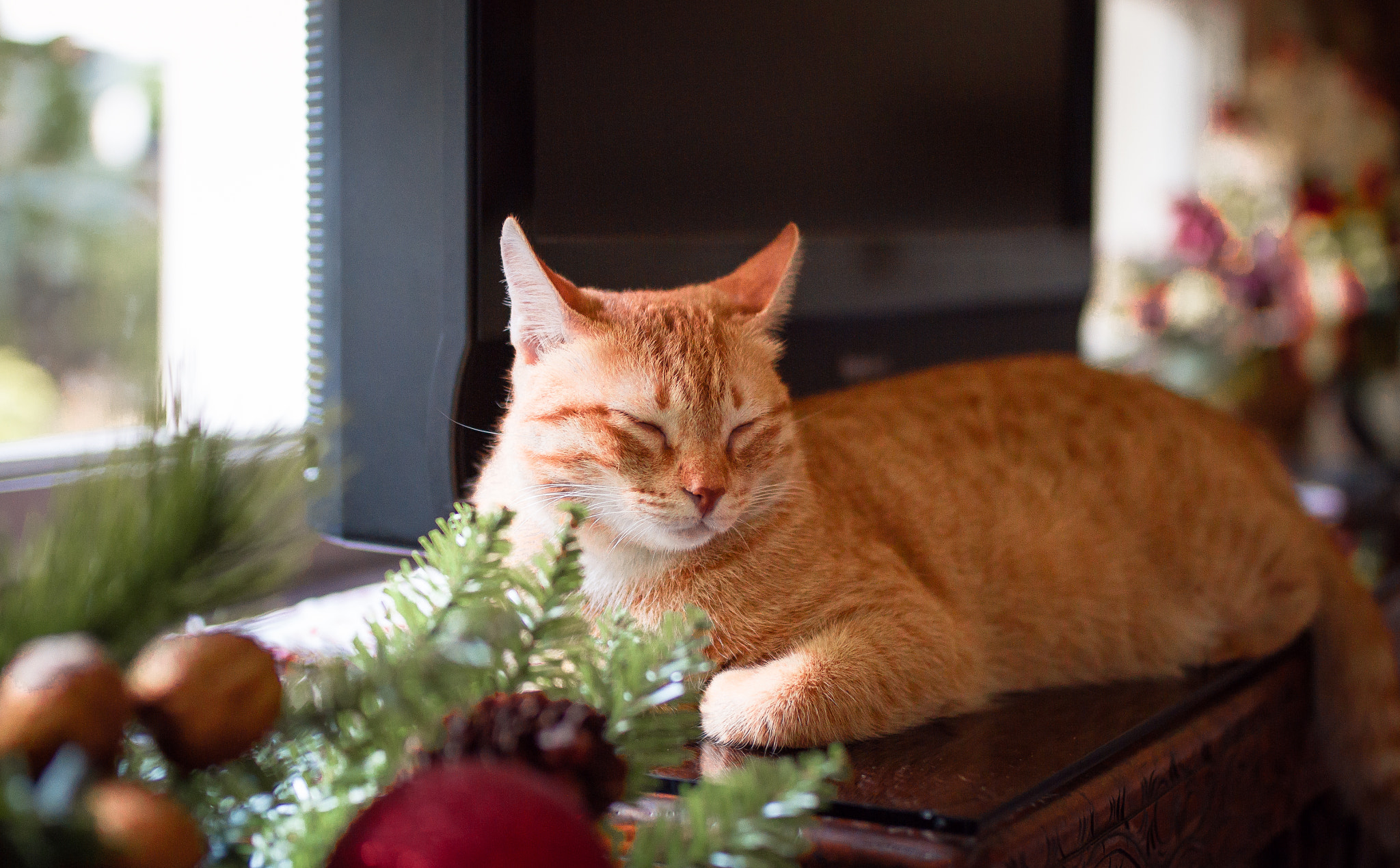 Canon EOS 7D + Sigma 35mm F1.4 DG HSM Art sample photo. Holiday cat photography
