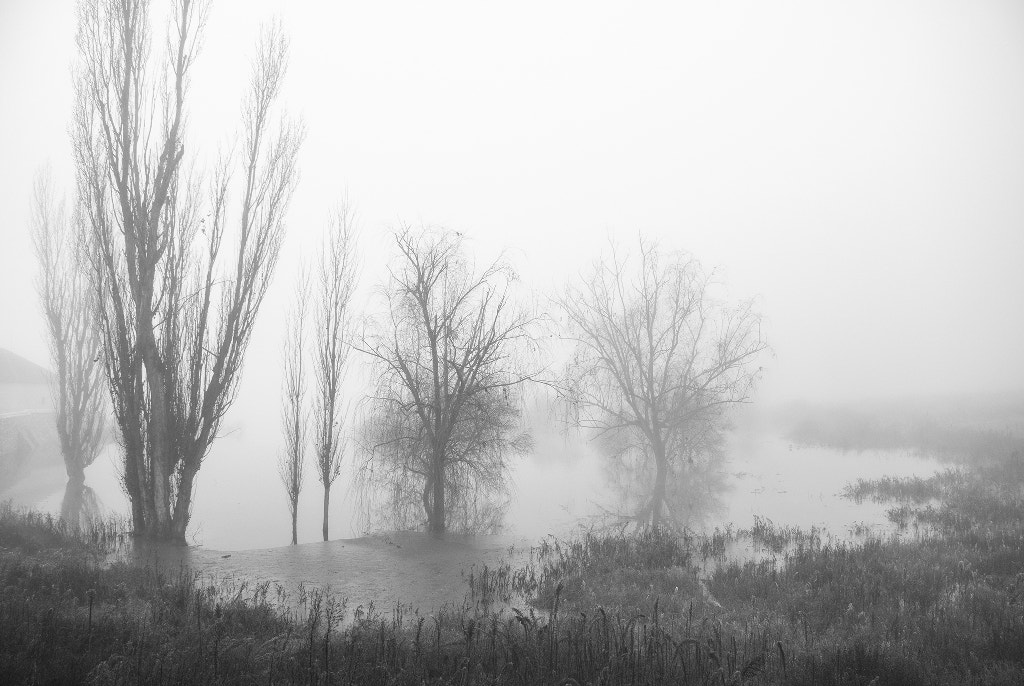Nikon D60 sample photo. The ghosts of the swamp photography