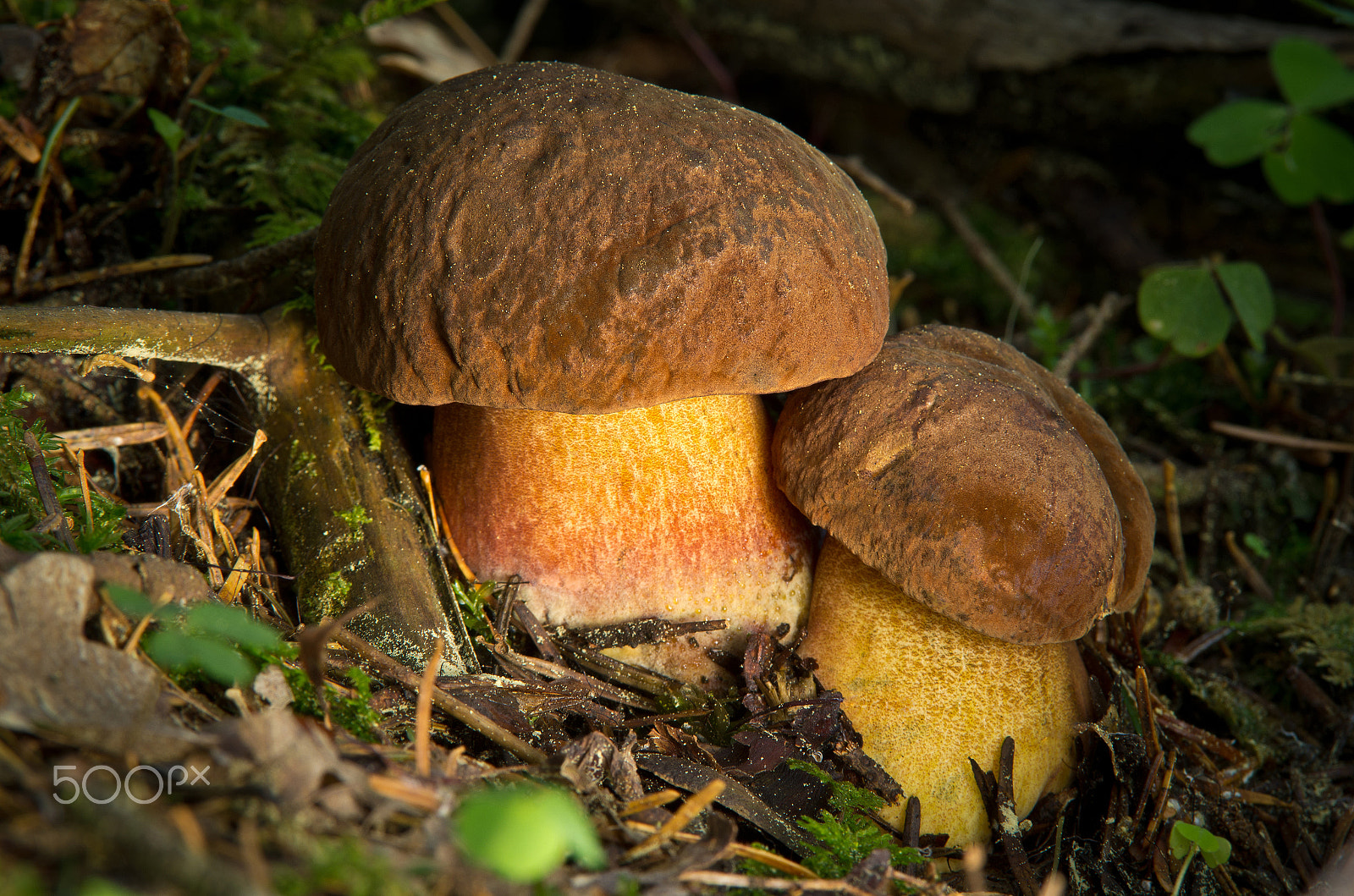Pentax K-5 sample photo. Boletus luridiformis photography