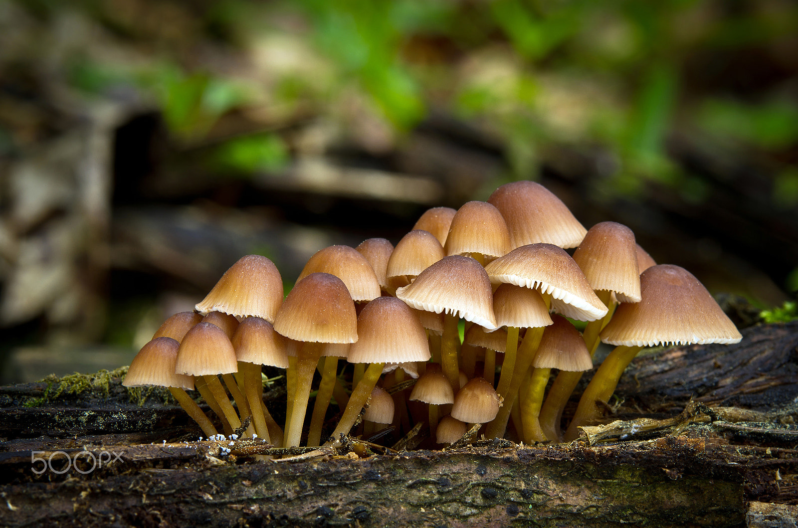 Pentax K-5 sample photo. Mycena renati photography