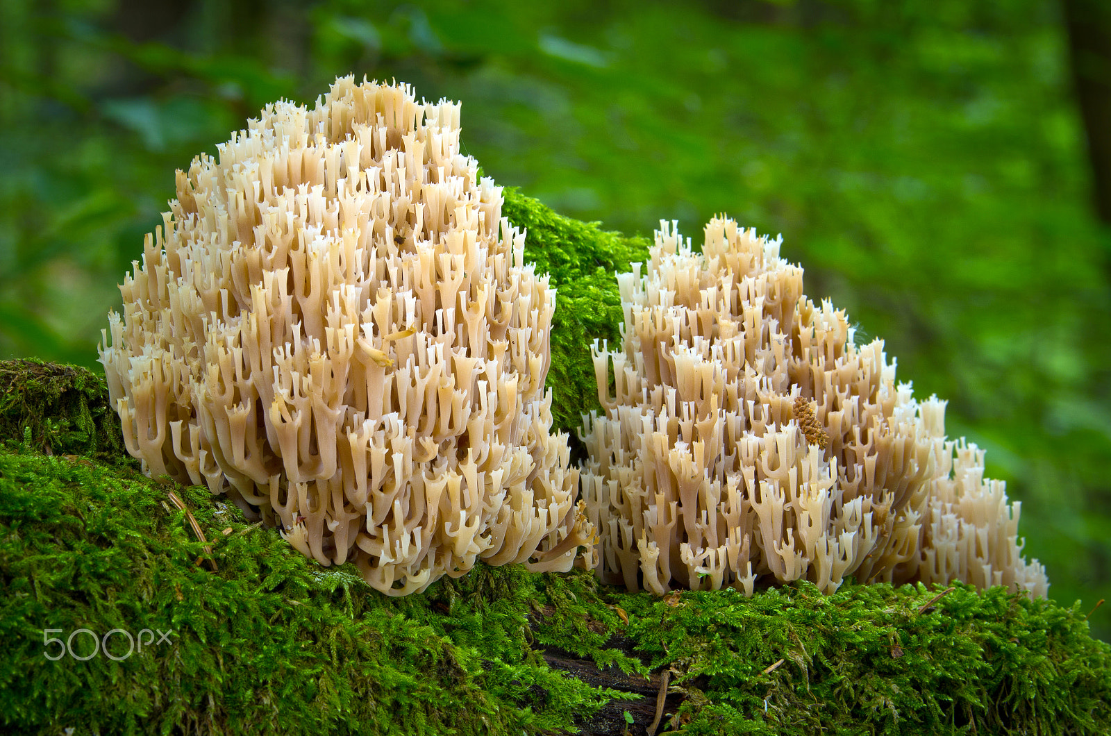 Pentax K-5 sample photo. Artomyces pyxidatus photography