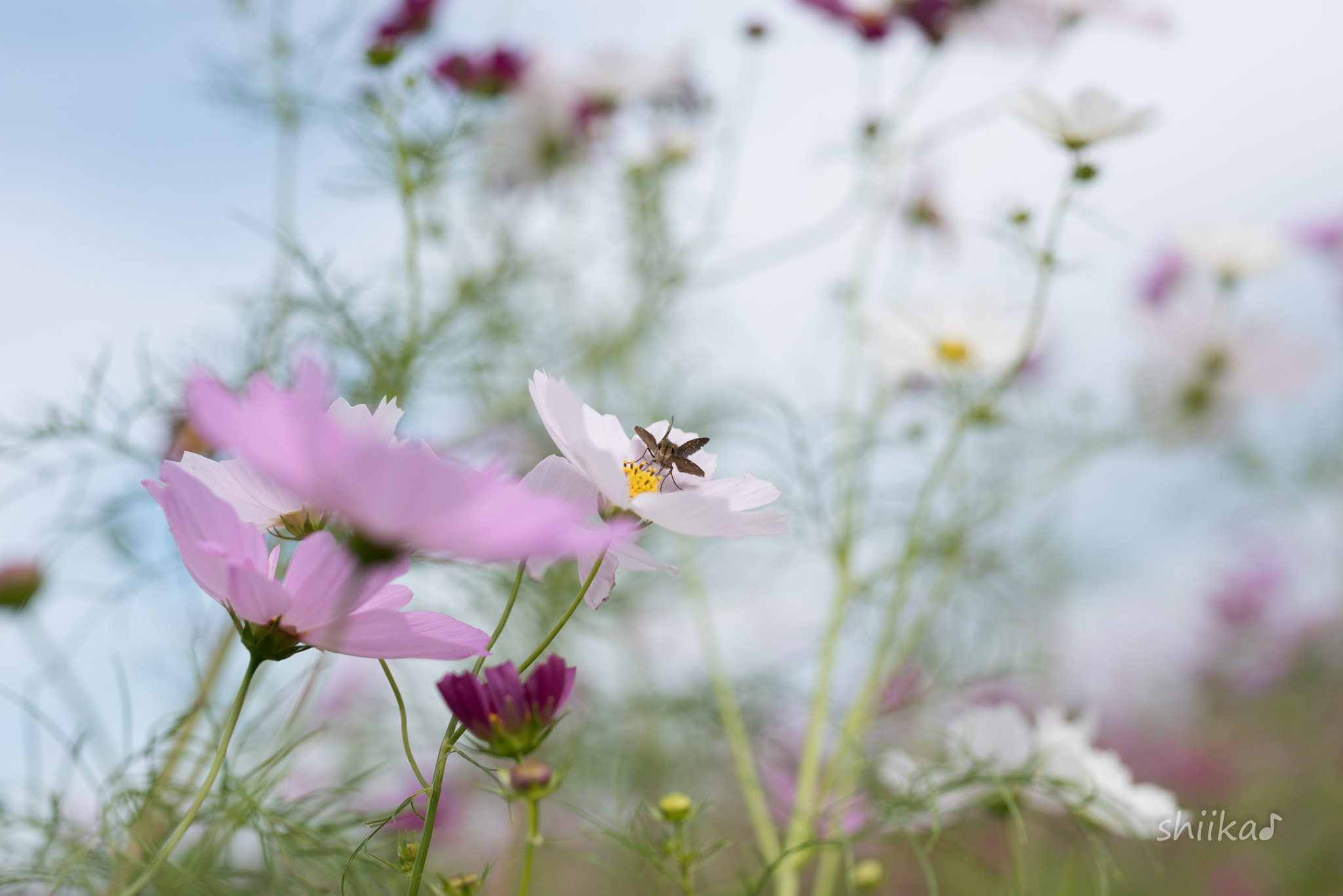 ZEISS Otus 55mm F1.4 sample photo. こんにちは♪ photography