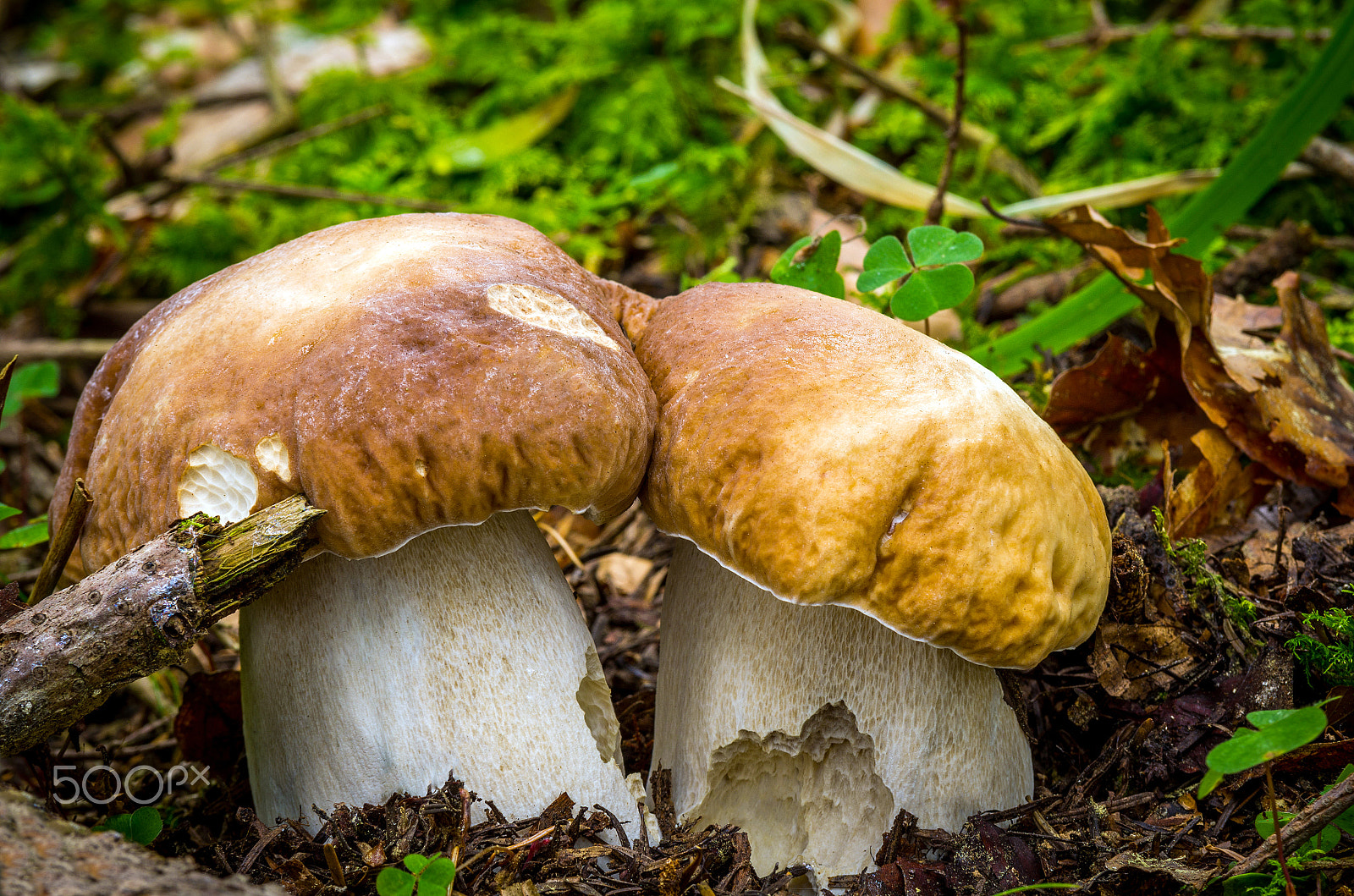 Pentax K-5 sample photo. Boletus edulis photography