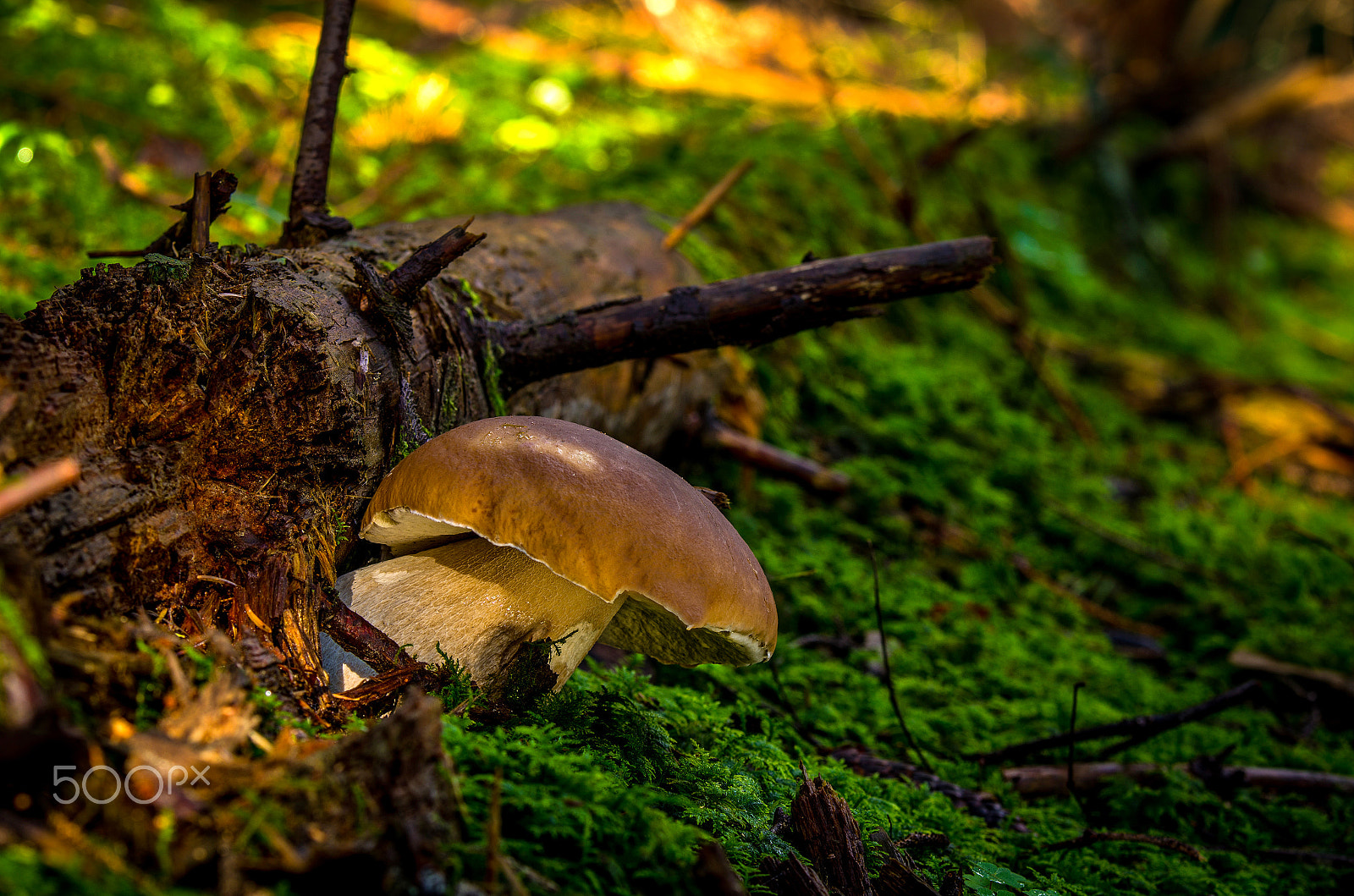 Pentax K-5 sample photo. Boletus edulis photography