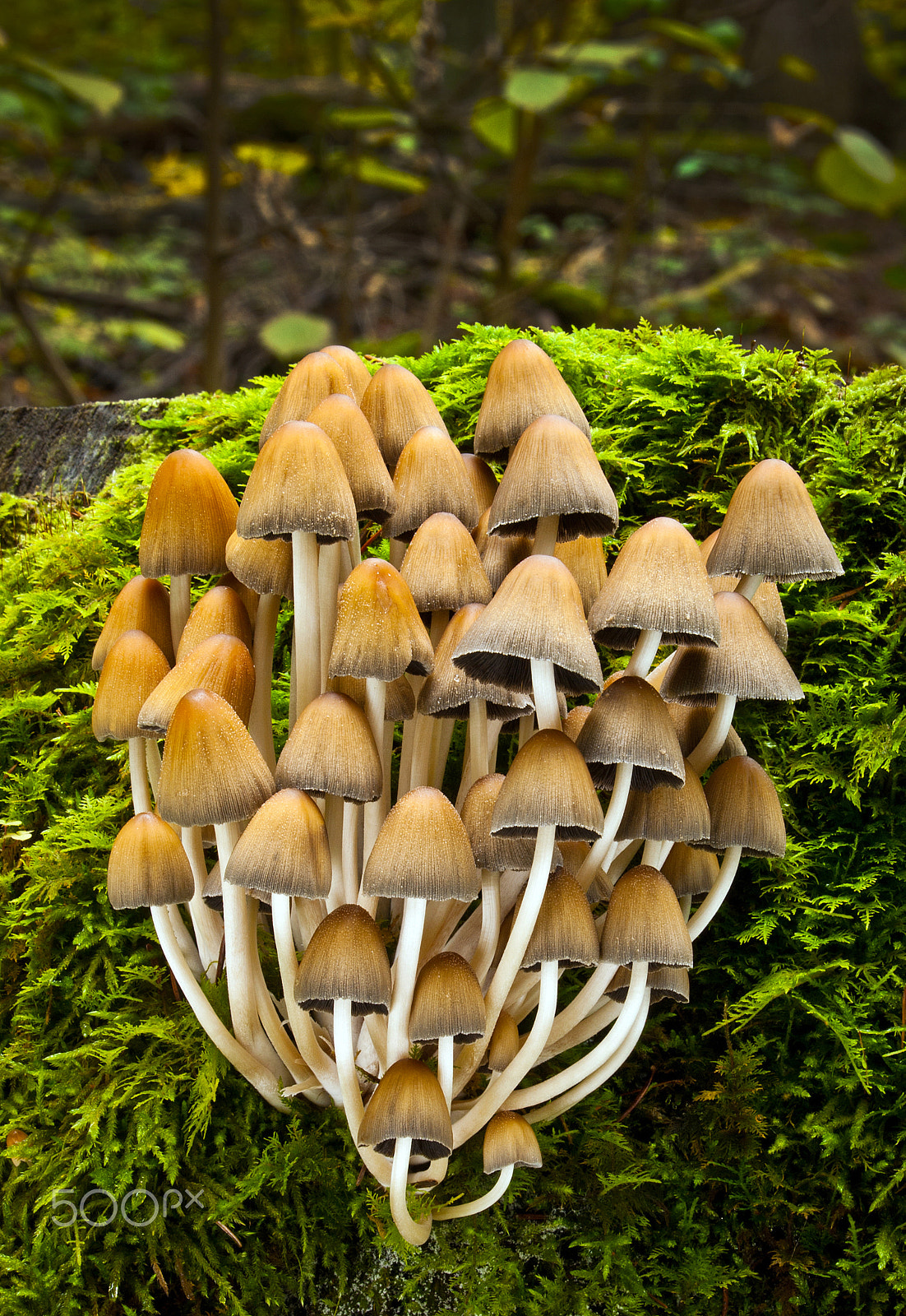 Pentax K10D sample photo. Coprinus silvaticus peck photography