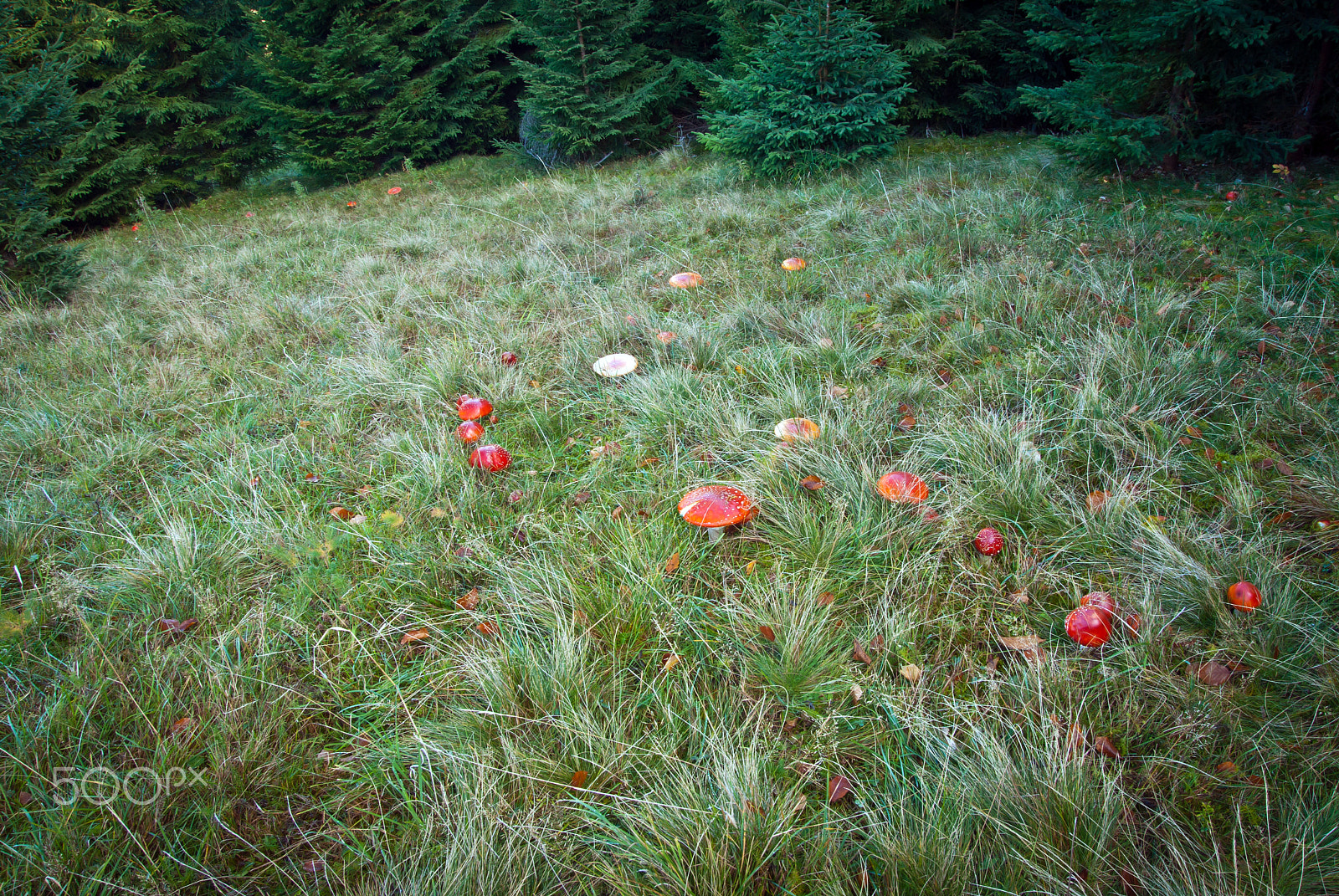 Pentax K10D sample photo. Amanita muscaria photography