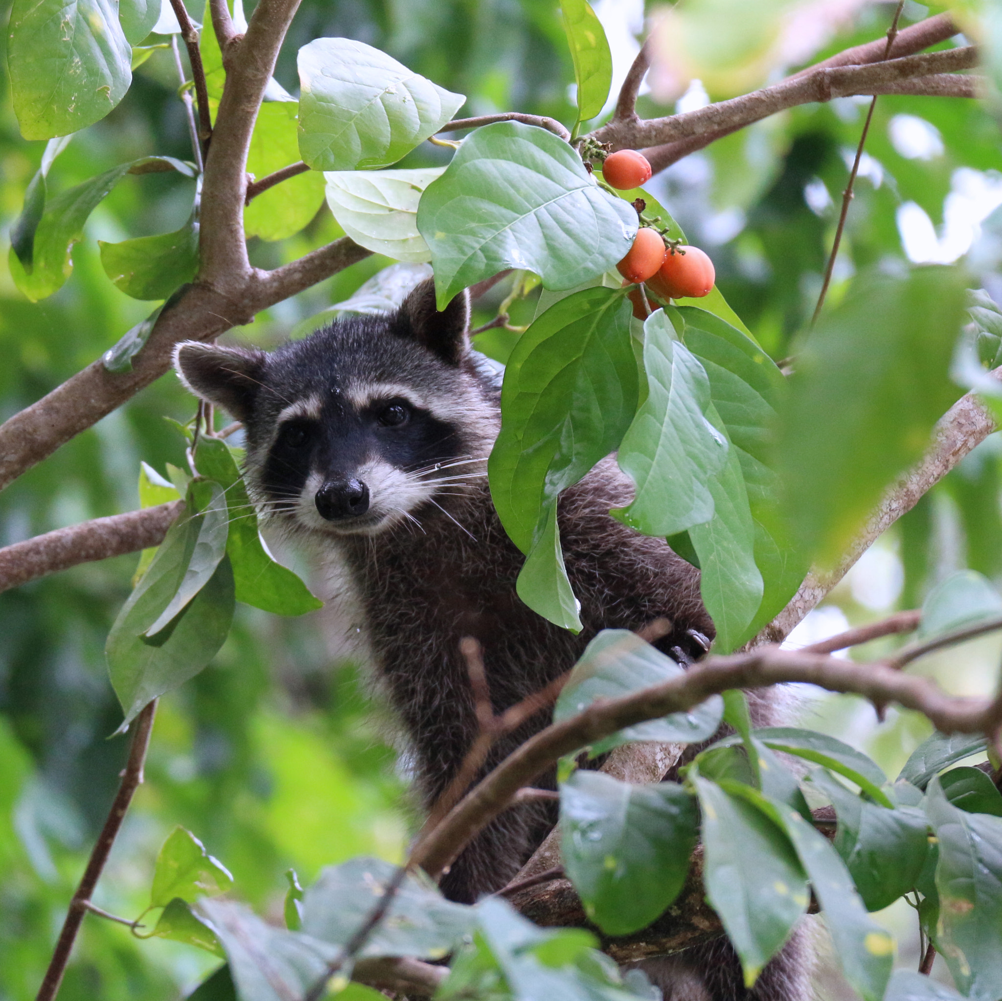 Canon EOS M sample photo. Racoon photography