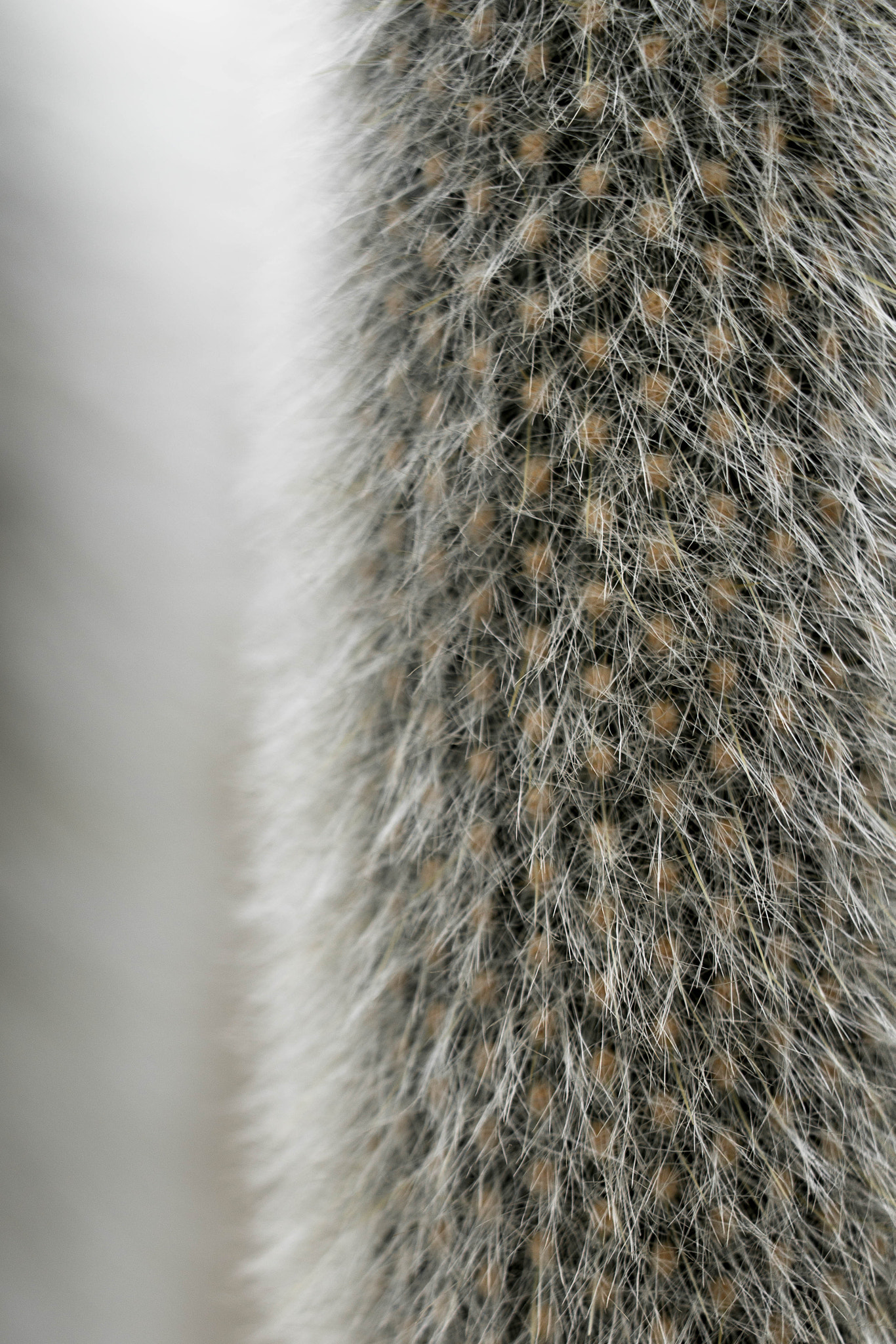 Nikon D800 + Nikon AF Nikkor 35mm F2D sample photo. Defensive hairs photography