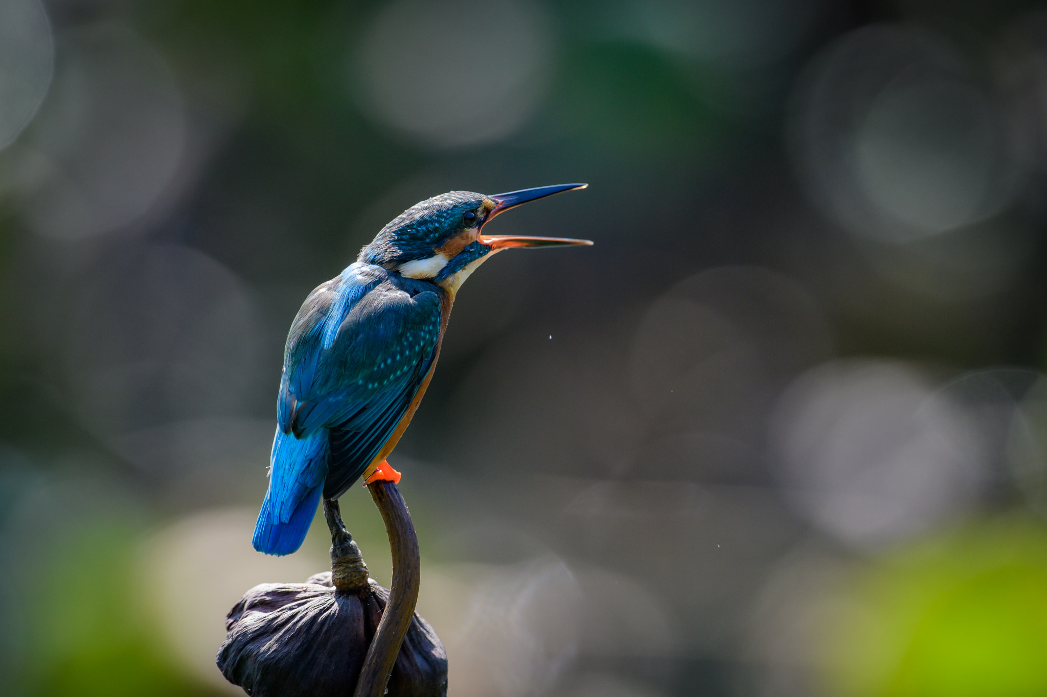 Nikon D500 + Nikon AF-S Nikkor 600mm F4G ED VR sample photo. Kingfisher photography