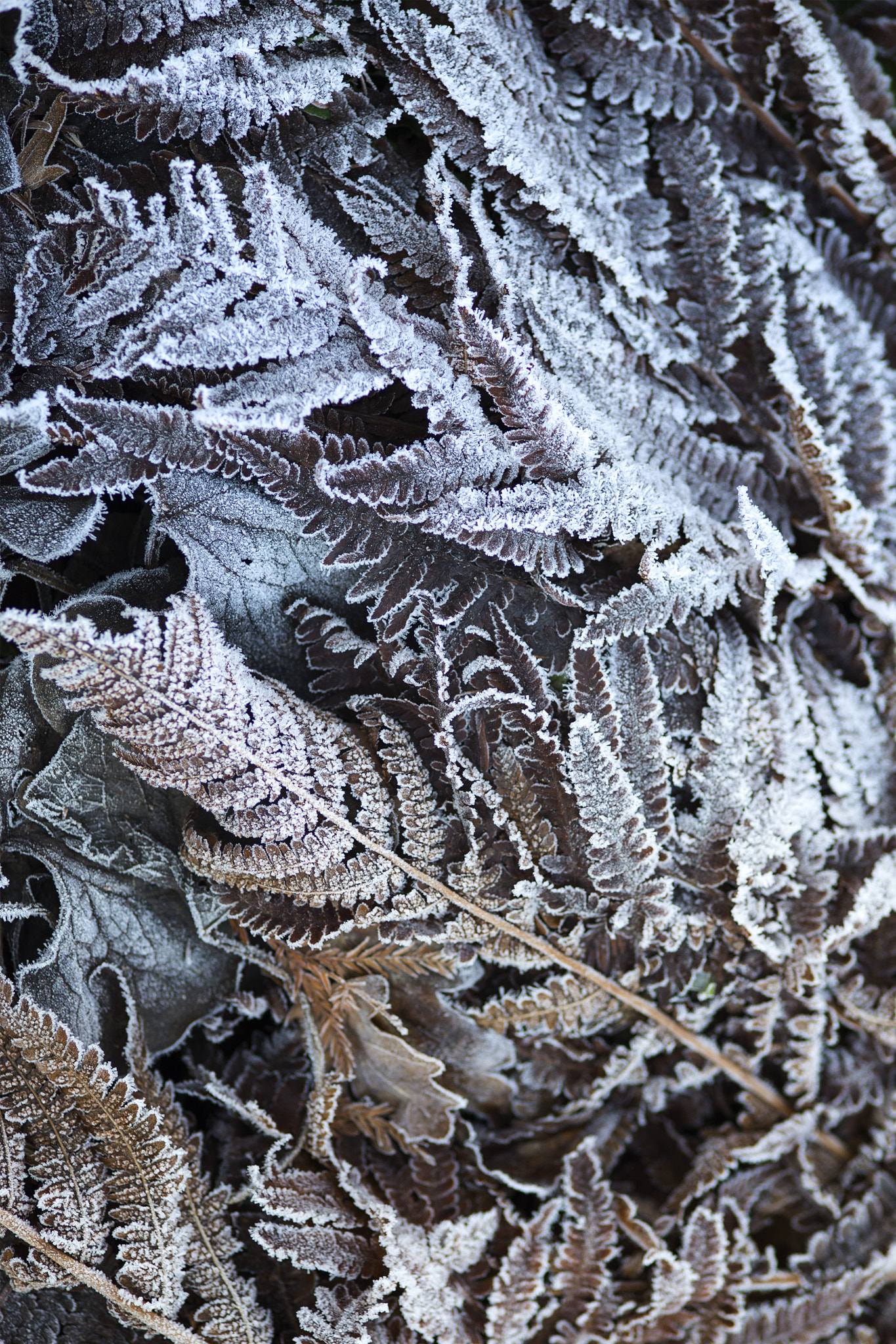 ZEISS Makro-Planar T* 100mm F2 sample photo. Winter photography