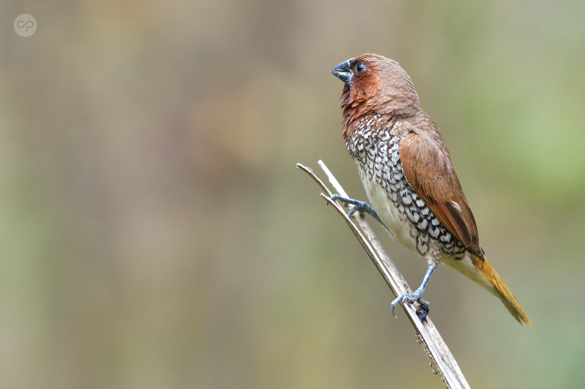 Nikon AF-S Nikkor 200-500mm F5.6E ED VR sample photo. Scaly breasted munia photography