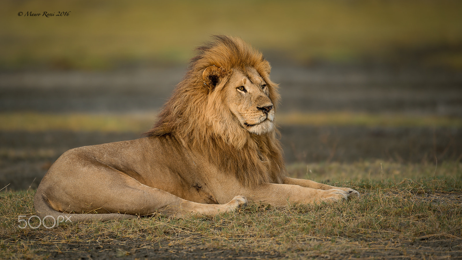 Nikon AF-S Nikkor 500mm F4E FL ED VR sample photo. "yes..i'm the king" tanzania. photography