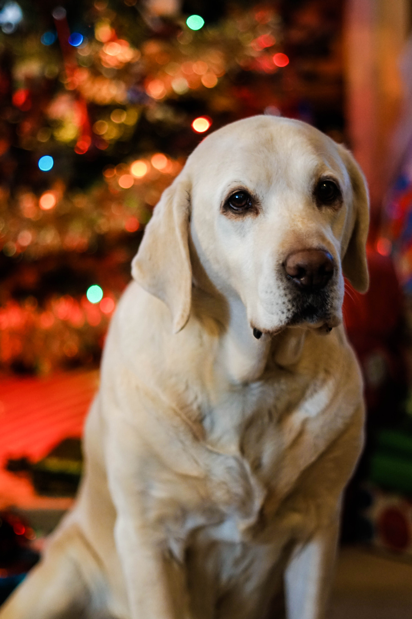 Sony a6300 + Sony FE 50mm F1.8 sample photo. Dog in front of tree photography