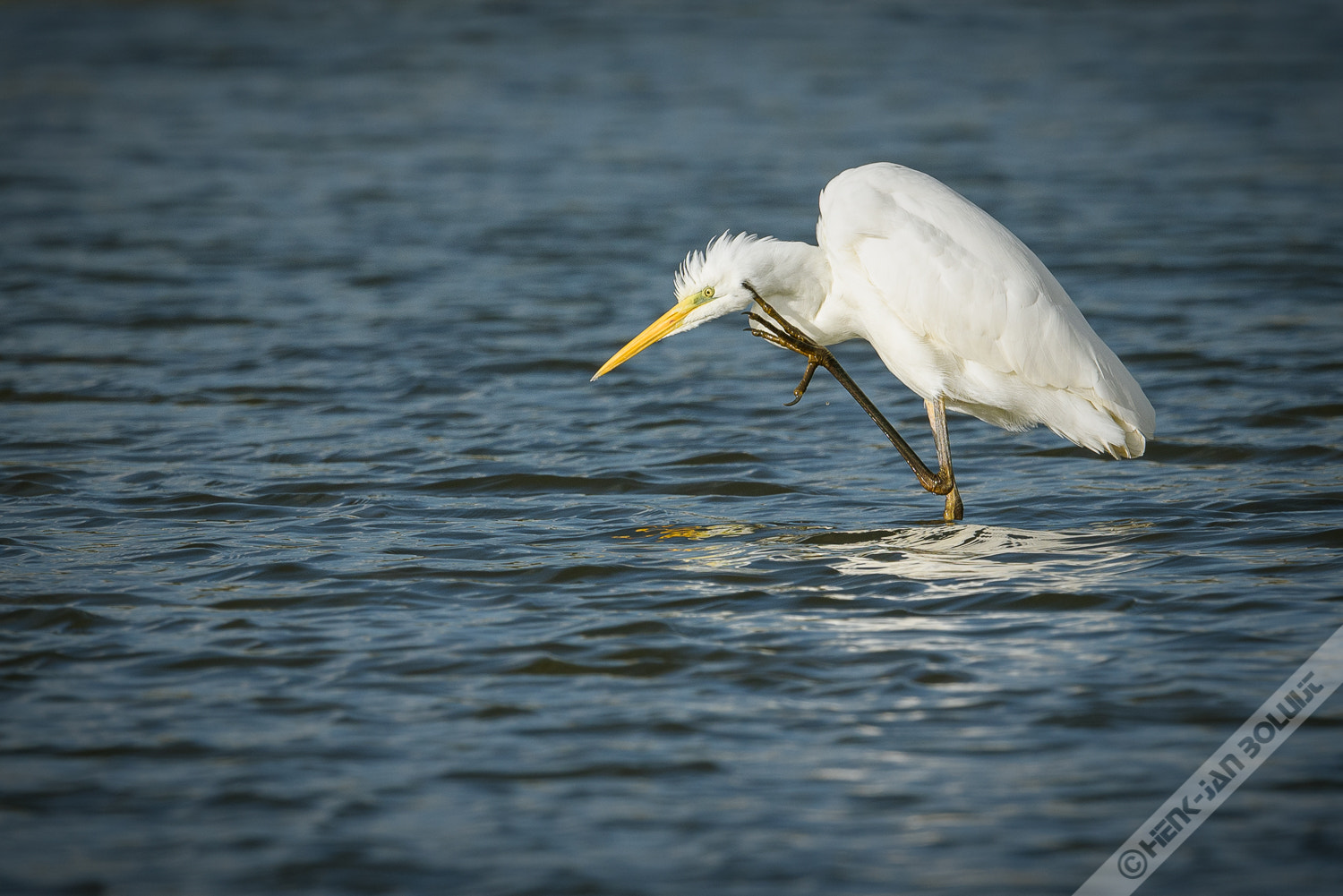 Nikon D750 + Nikon AF-S Nikkor 500mm F4G ED VR sample photo. The great egret photography