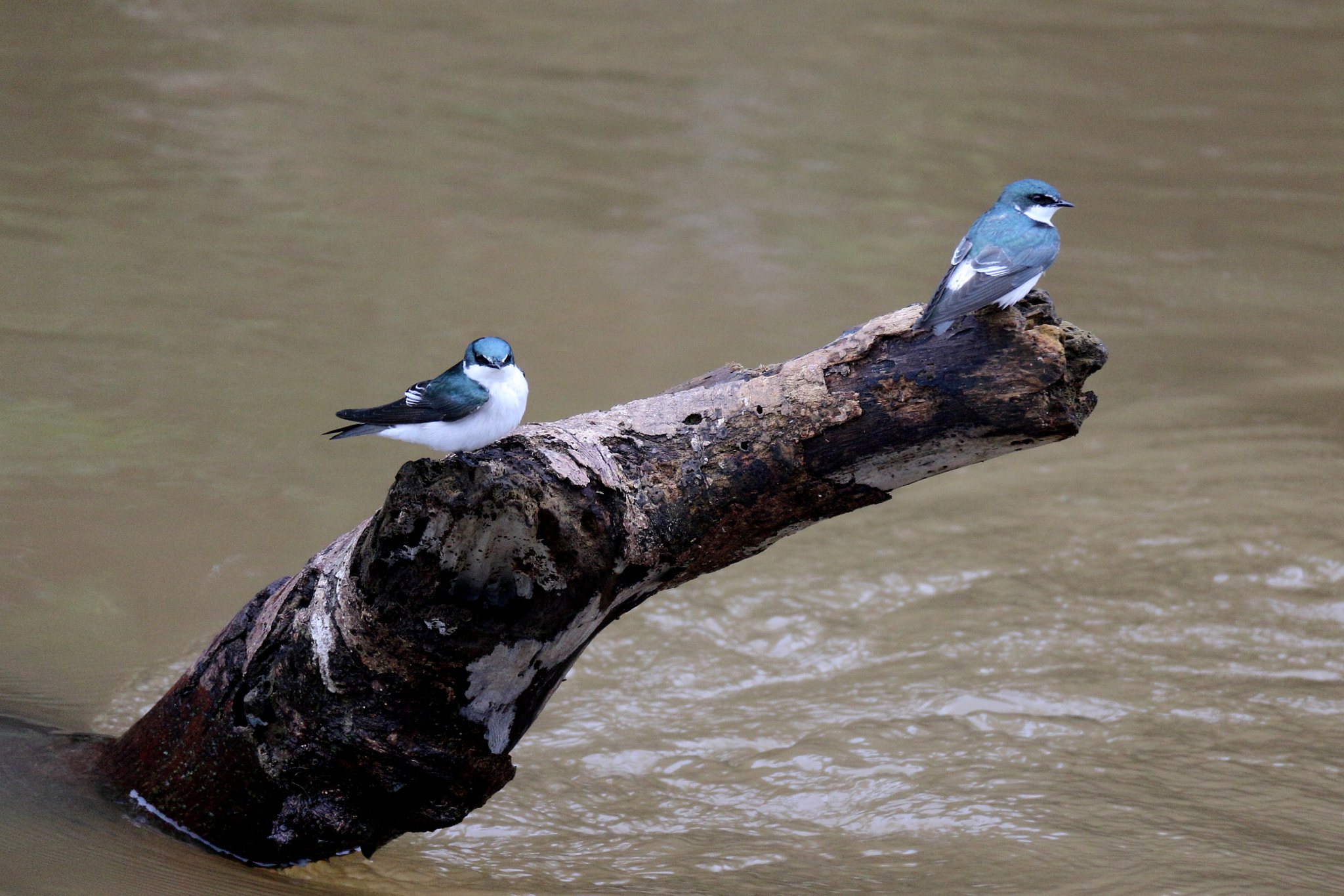 Canon EOS M sample photo. Pair photography