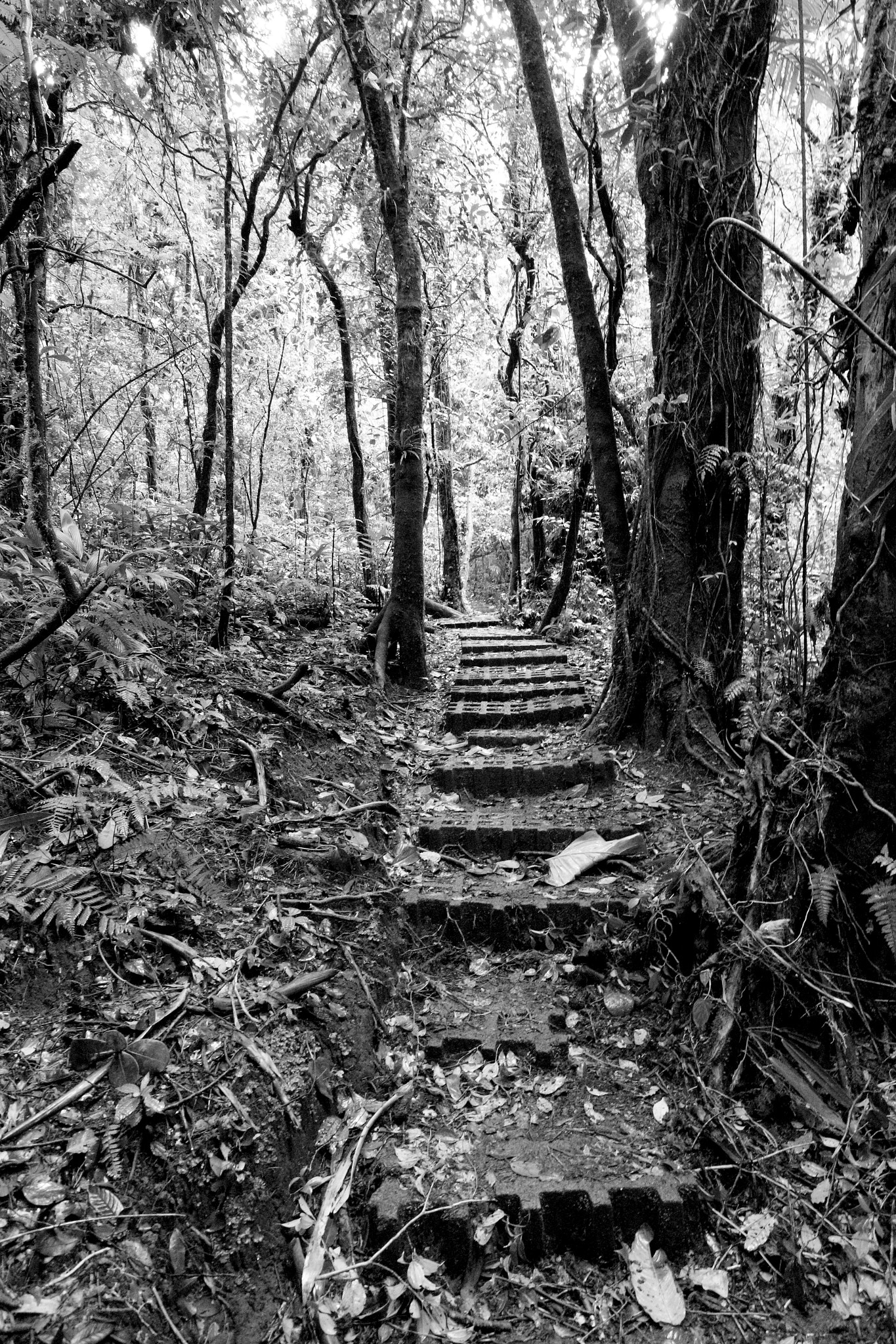 Canon EOS M sample photo. Monteverde cloud forest photography
