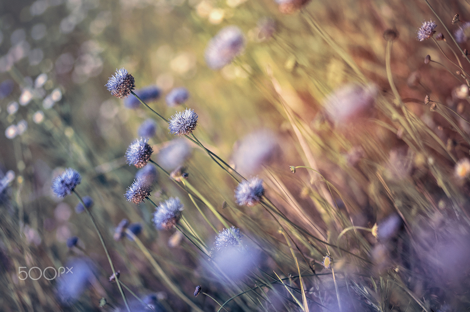 Sigma 105mm F2.8 EX DG OS HSM sample photo. A bit of summer photography