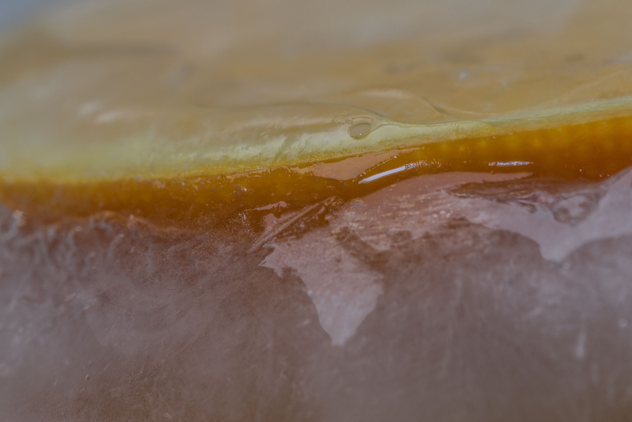 Sigma 105mm F2.8 EX DG OS HSM sample photo. Frozen orange photography