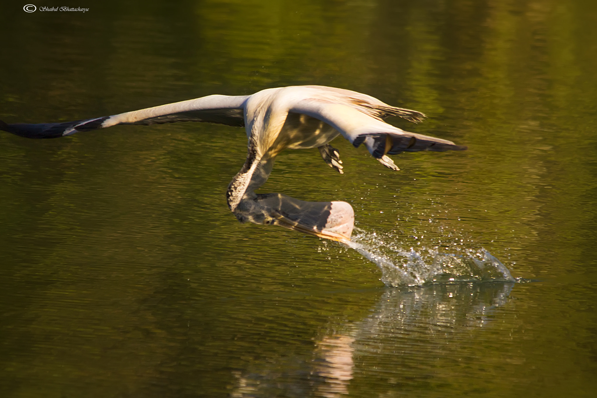 Sigma 150-500mm F5-6.3 DG OS HSM sample photo. Pelican photography