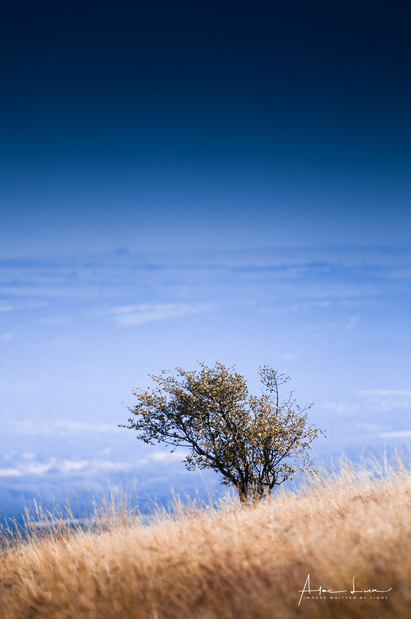 Nikon AF-S Nikkor 70-200mm F2.8G ED VR II sample photo. Lonely tree 1 photography