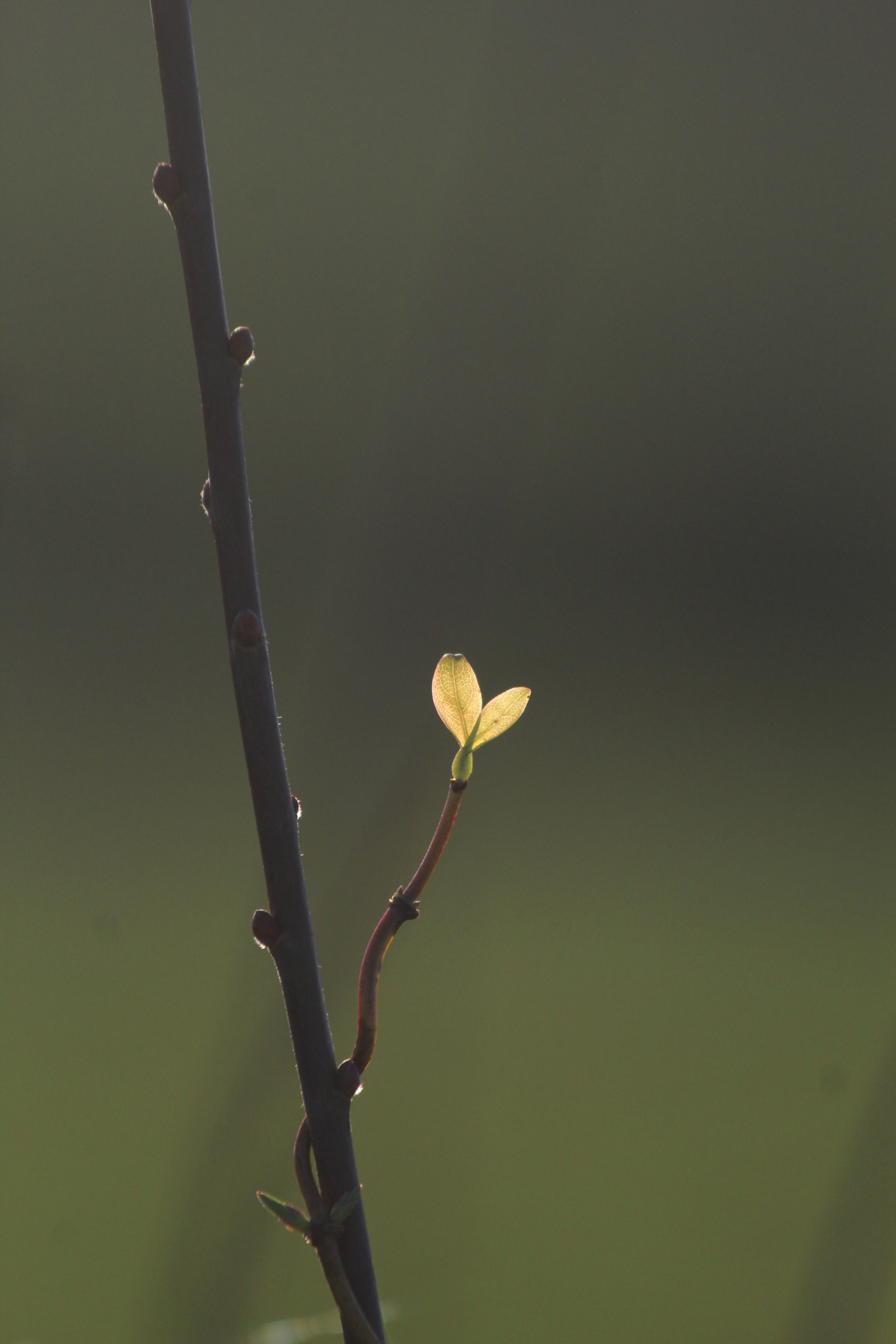Canon EF 70-300mm F4-5.6 IS USM sample photo. Twisted photography