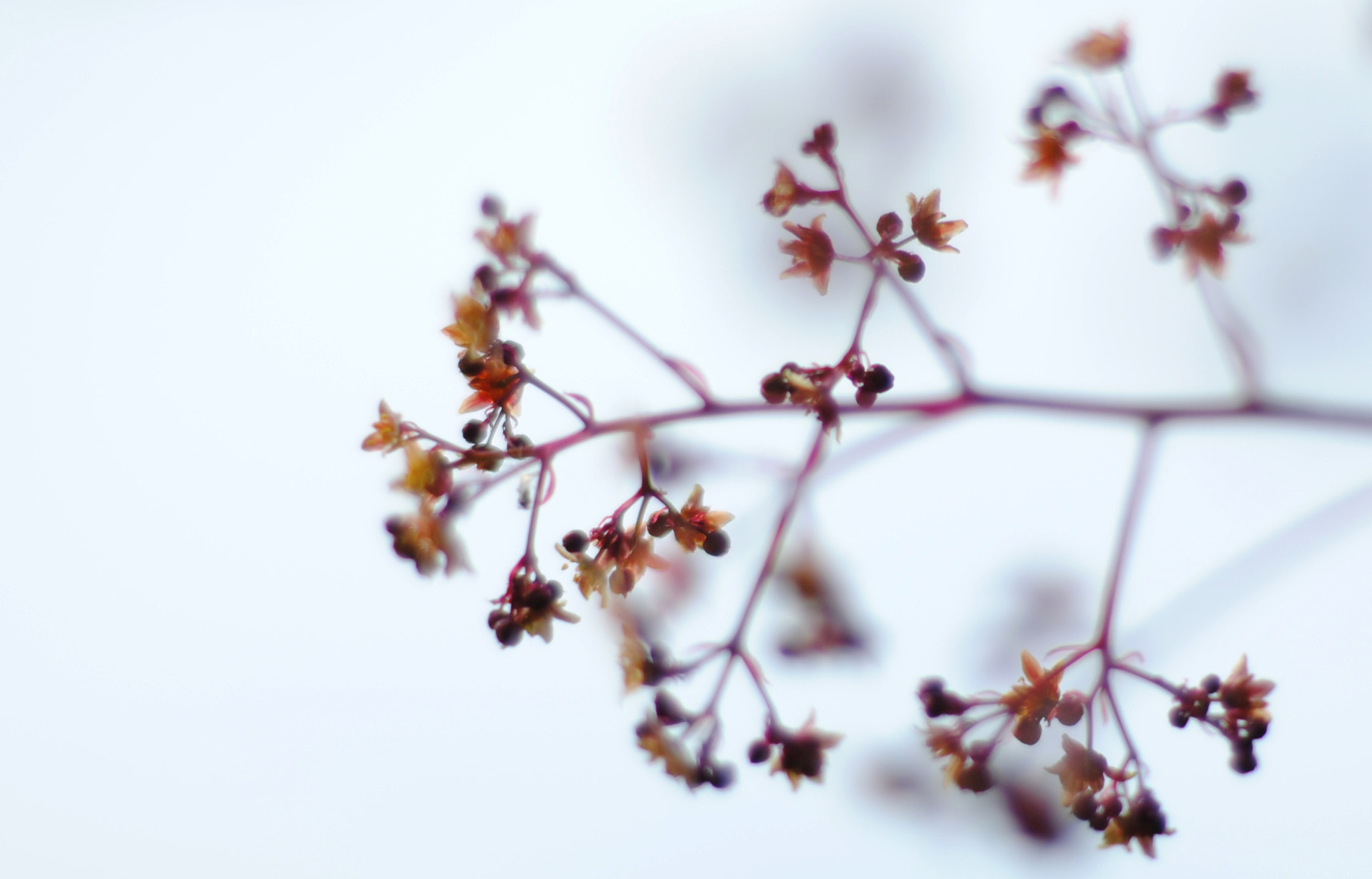 Nikon D3000 + Nikon AF Nikkor 50mm F1.8D sample photo. Simplicity photography