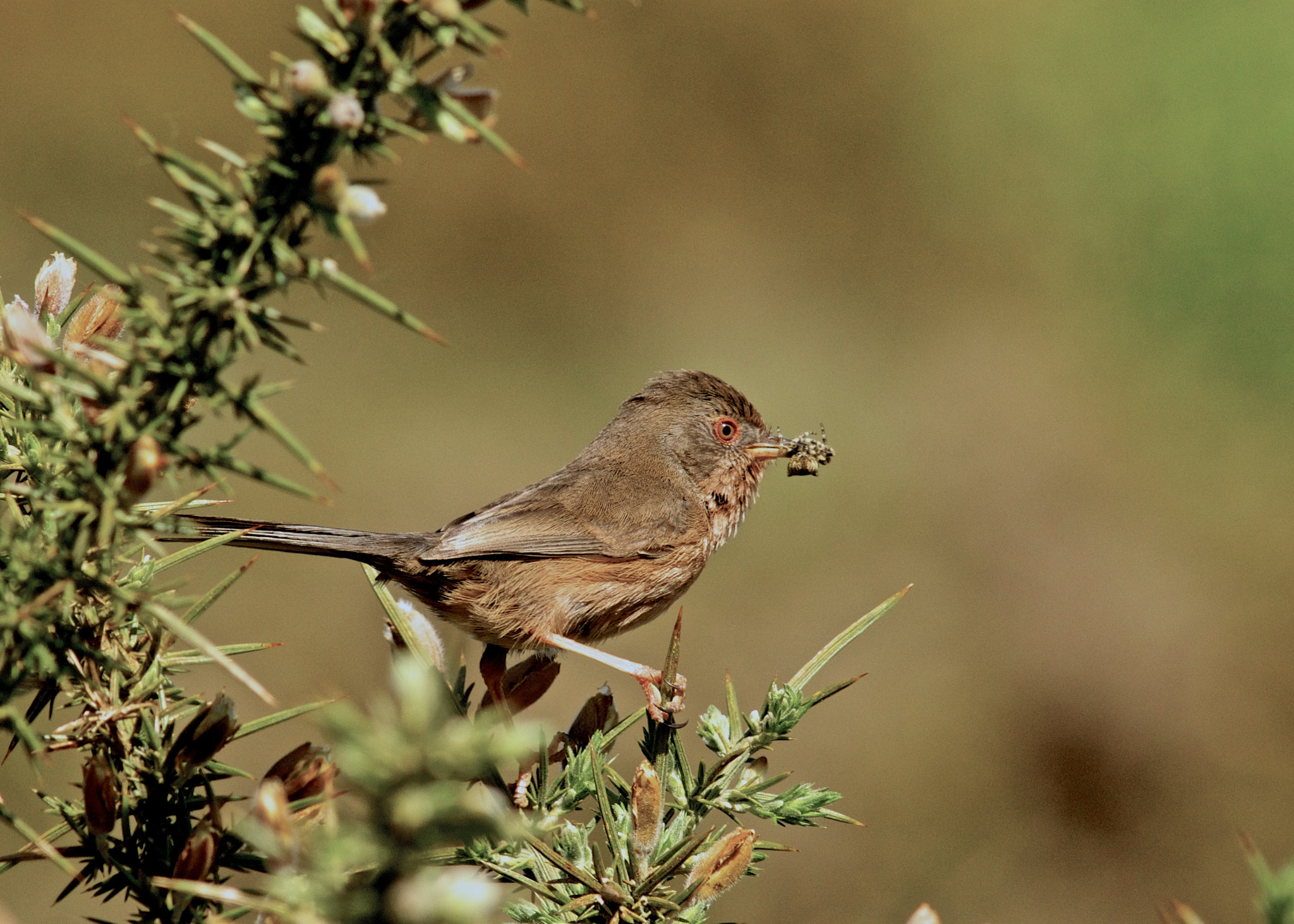 Sony ILCA-77M2 + Minolta AF 300mm F2.8 HS-APO G sample photo. Dartford warbler, photography