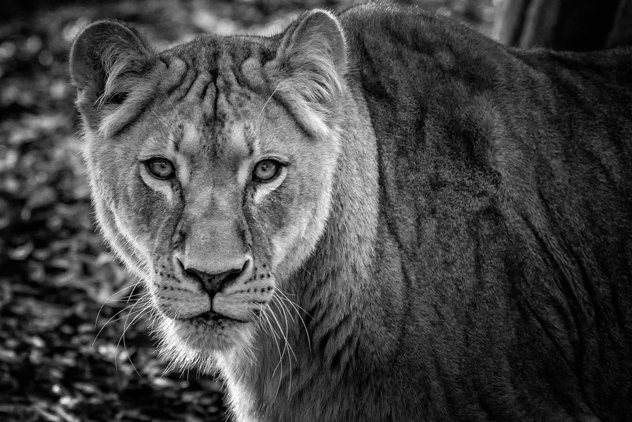 Pentax smc DA* 300mm F4.0 ED (IF) SDM sample photo. Lion photography