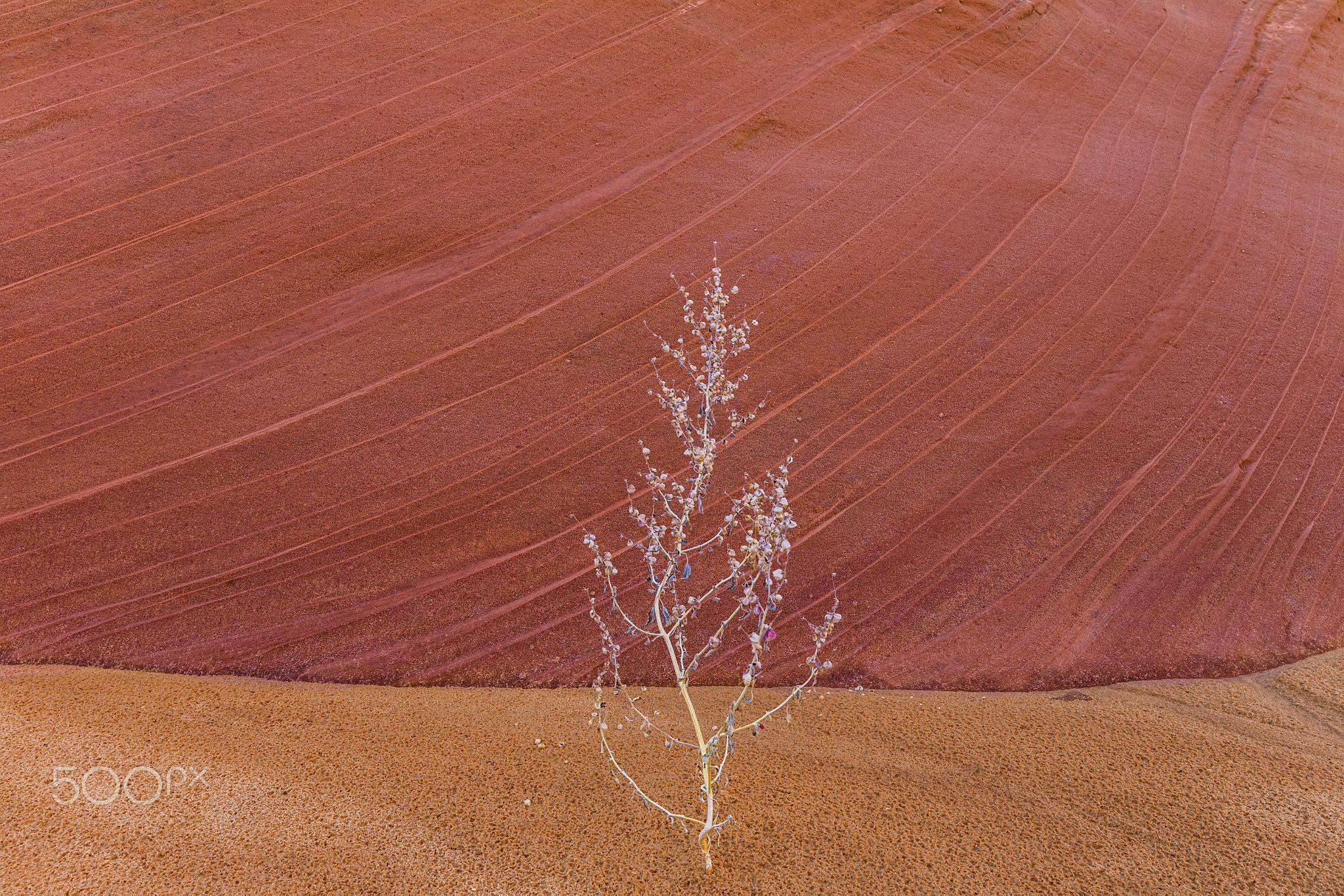 Dried Plant against Sandstone Wall
