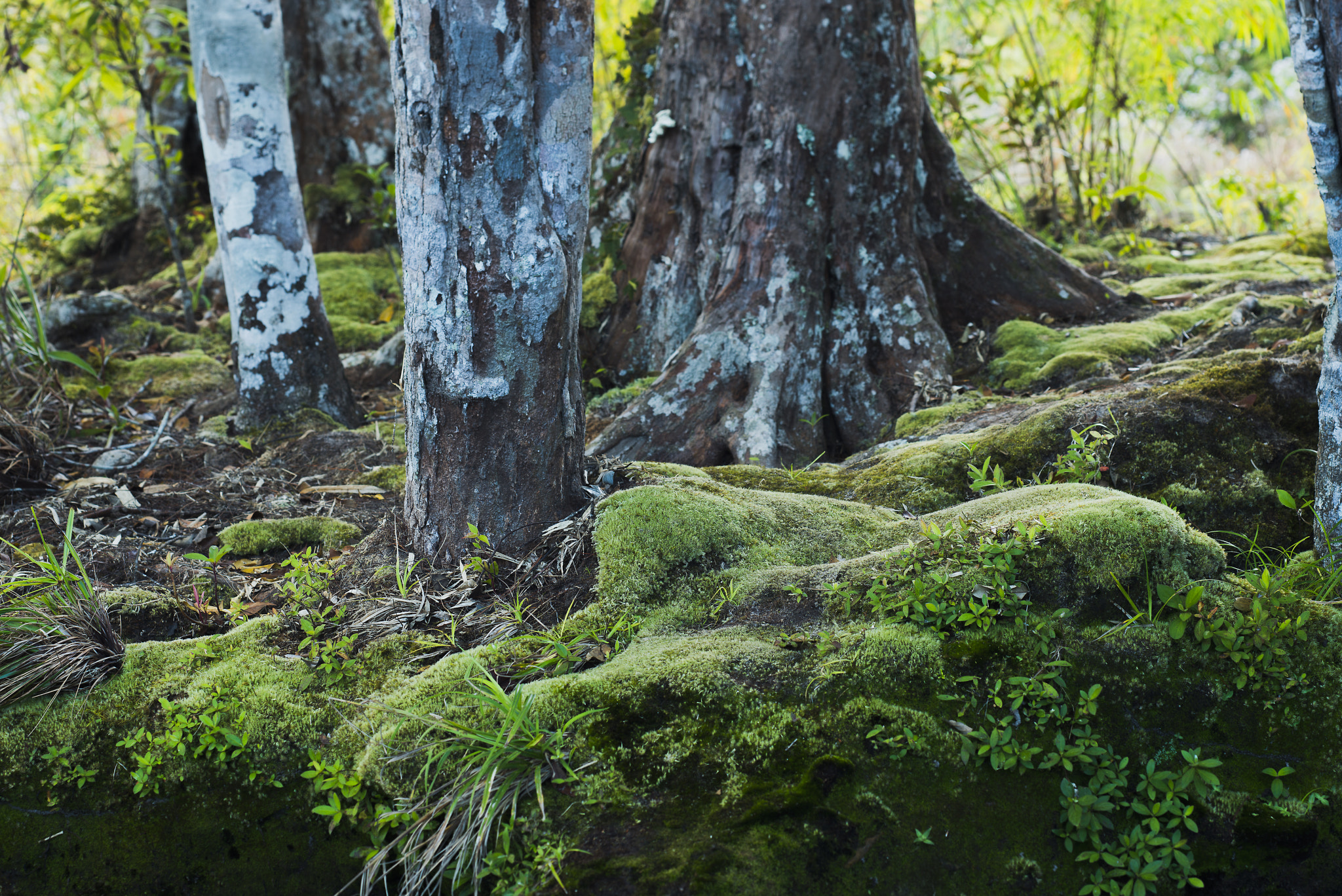 Nikon D800 + Nikon PC-E Micro-Nikkor 85mm F2.8D Tilt-Shift sample photo. Dsc photography