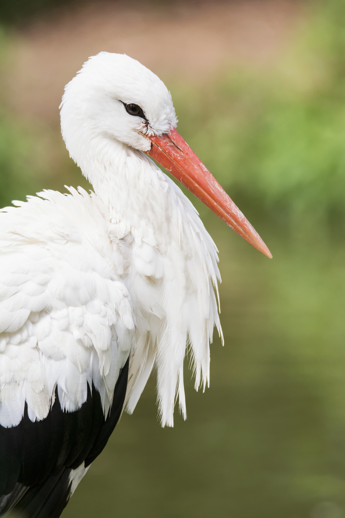 Sigma 150-600mm F5-6.3 DG OS HSM | S sample photo. White stork (ciconia ciconia) photography