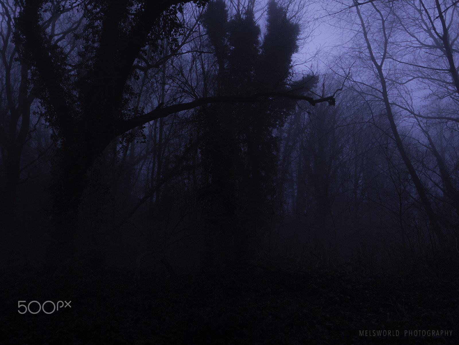 Canon EOS 700D (EOS Rebel T5i / EOS Kiss X7i) + Canon EF 24mm F2.8 sample photo. Fog in the forest... photography