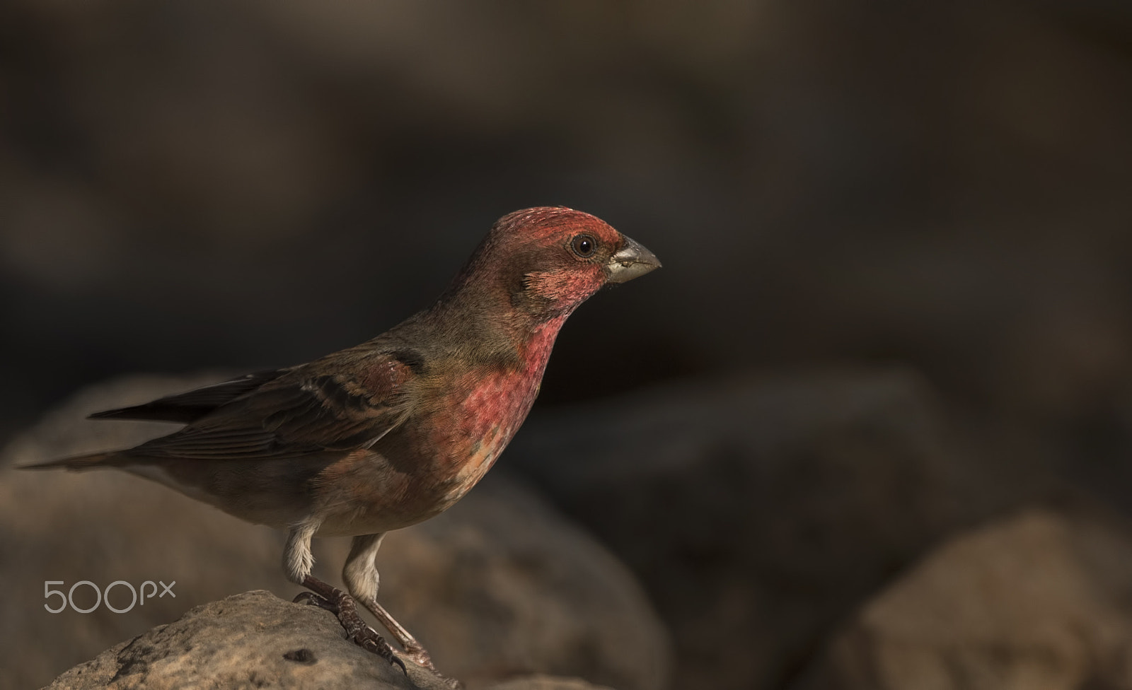 Nikon D750 + Nikon AF-S Nikkor 500mm F4G ED VR sample photo. Common rosefinch photography