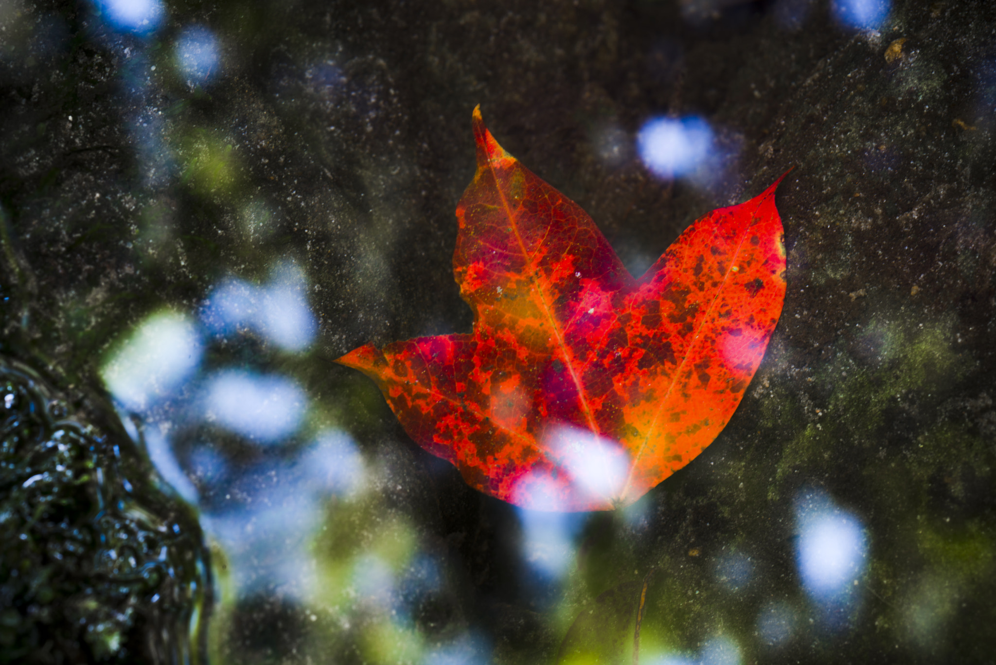 Nikon PC-E Micro-Nikkor 85mm F2.8D Tilt-Shift sample photo. Maple @ phu kradueng national park photography