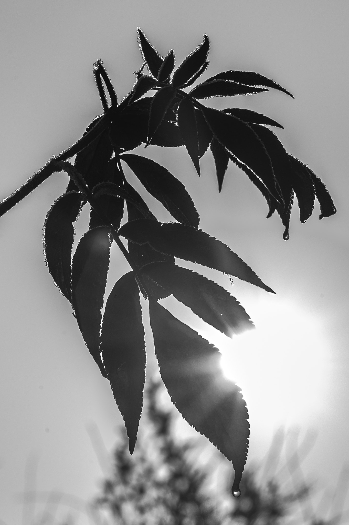 Leica M9 + Leica Summarit-M 75mm F2.5 sample photo. Winter leaves. photography
