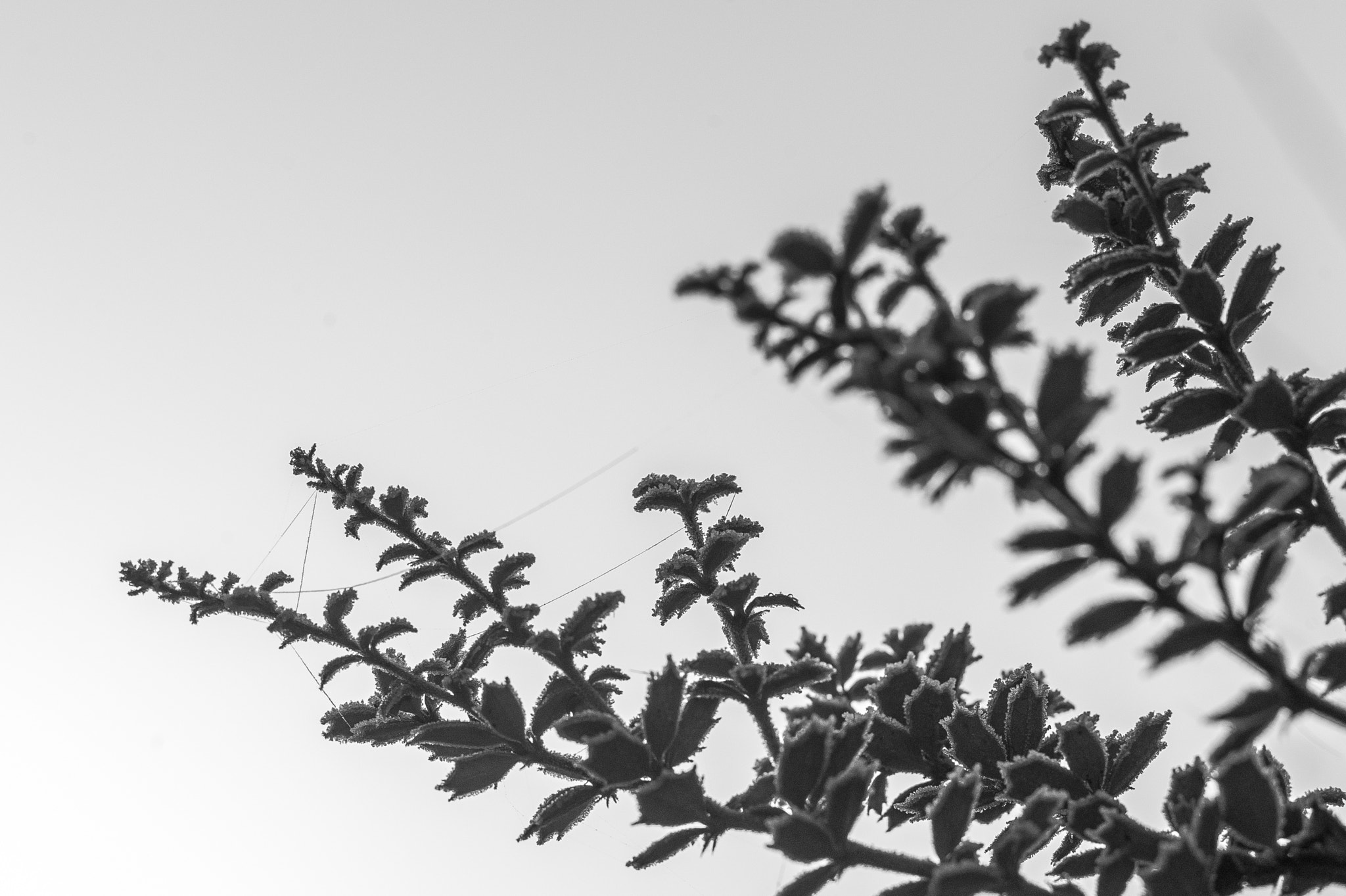 Leica M9 + Leica Summarit-M 75mm F2.5 sample photo. Winter leaves. photography