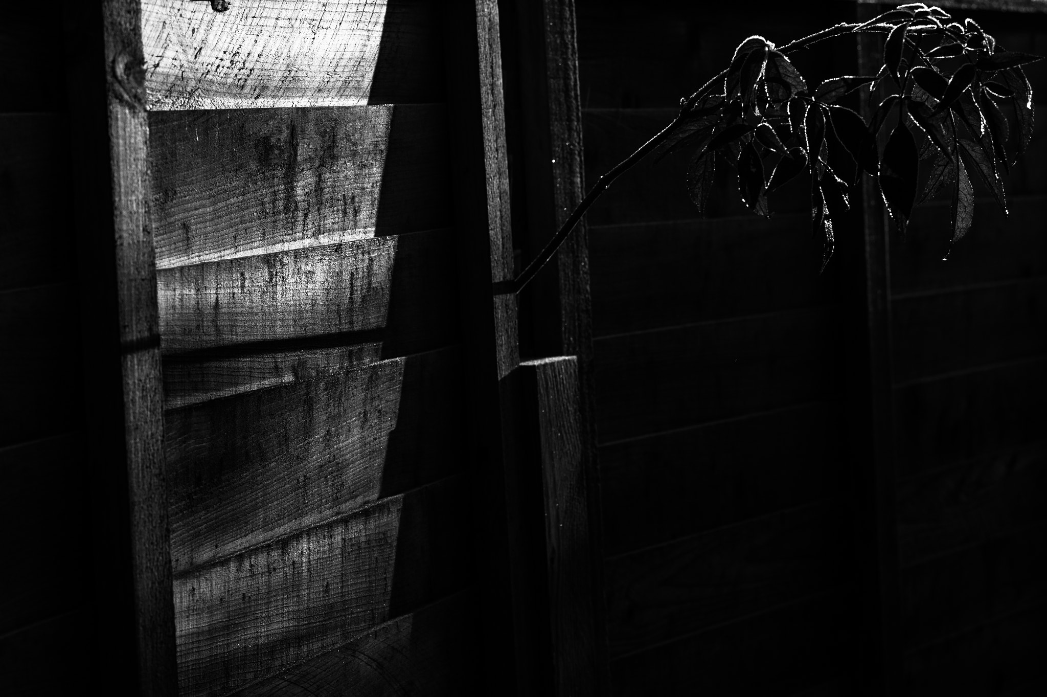 Leica M9 + Leica Summarit-M 75mm F2.5 sample photo. Winter leaves. photography