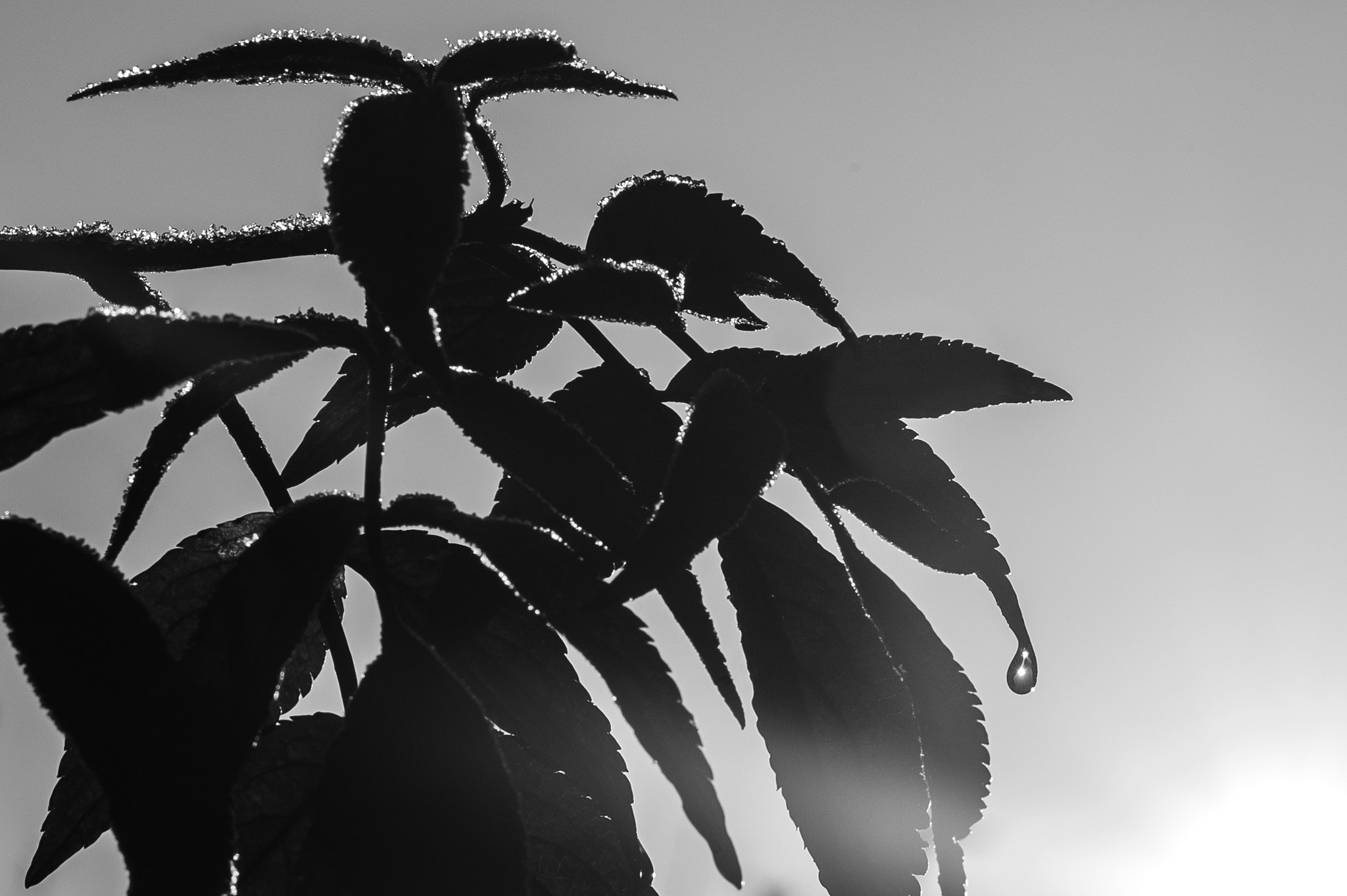 Leica M9 + Leica Summarit-M 75mm F2.5 sample photo. Winter leaves. photography