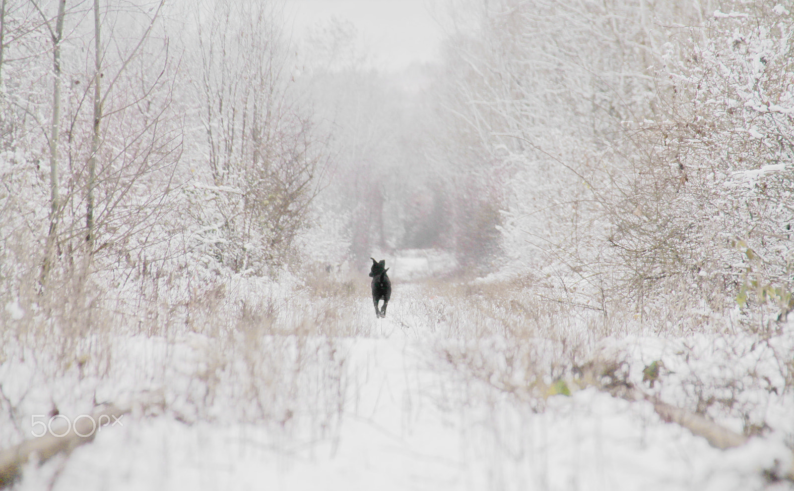 Sigma 18-250mm F3.5-6.3 DC OS HSM sample photo. "if you remember me, then i don’t care if everyone else forgets." - haruki murakami photography