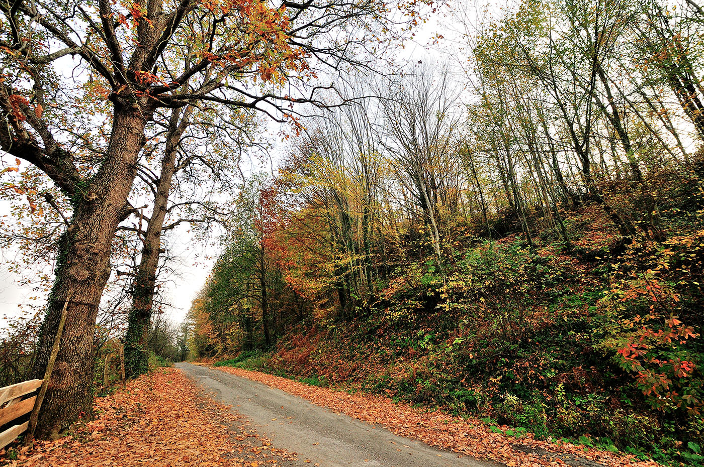 Nikon D300 + Sigma 10-20mm F3.5 EX DC HSM sample photo. Autumn photography