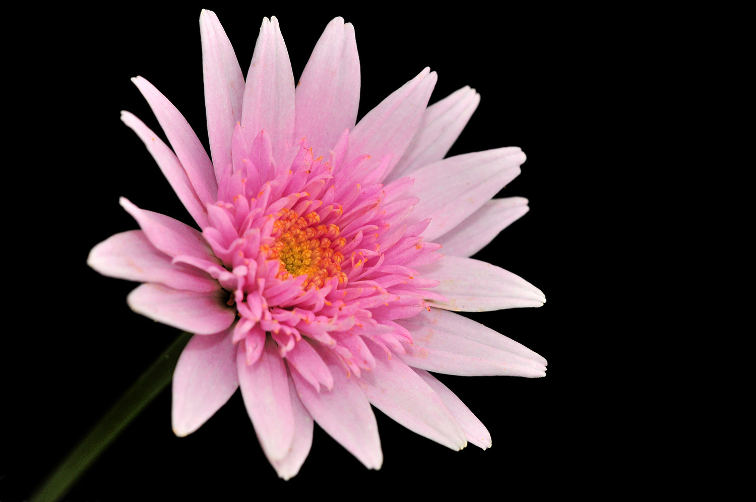 Sigma 150mm F2.8 EX DG Macro HSM sample photo. Pink photography