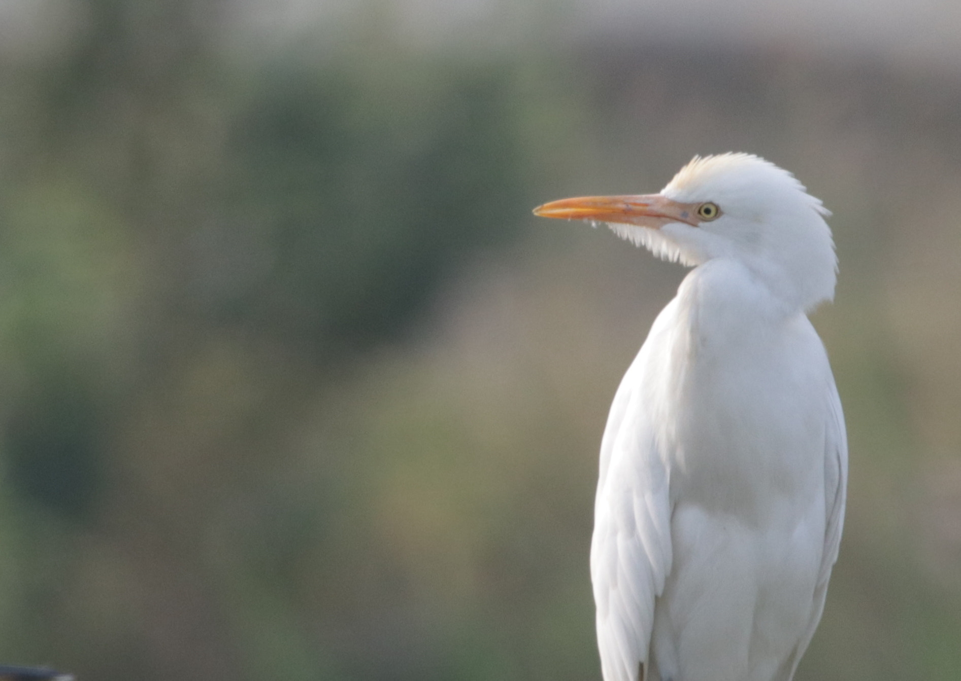 Canon EF 100-400mm F4.5-5.6L IS USM sample photo. The white knight  photography