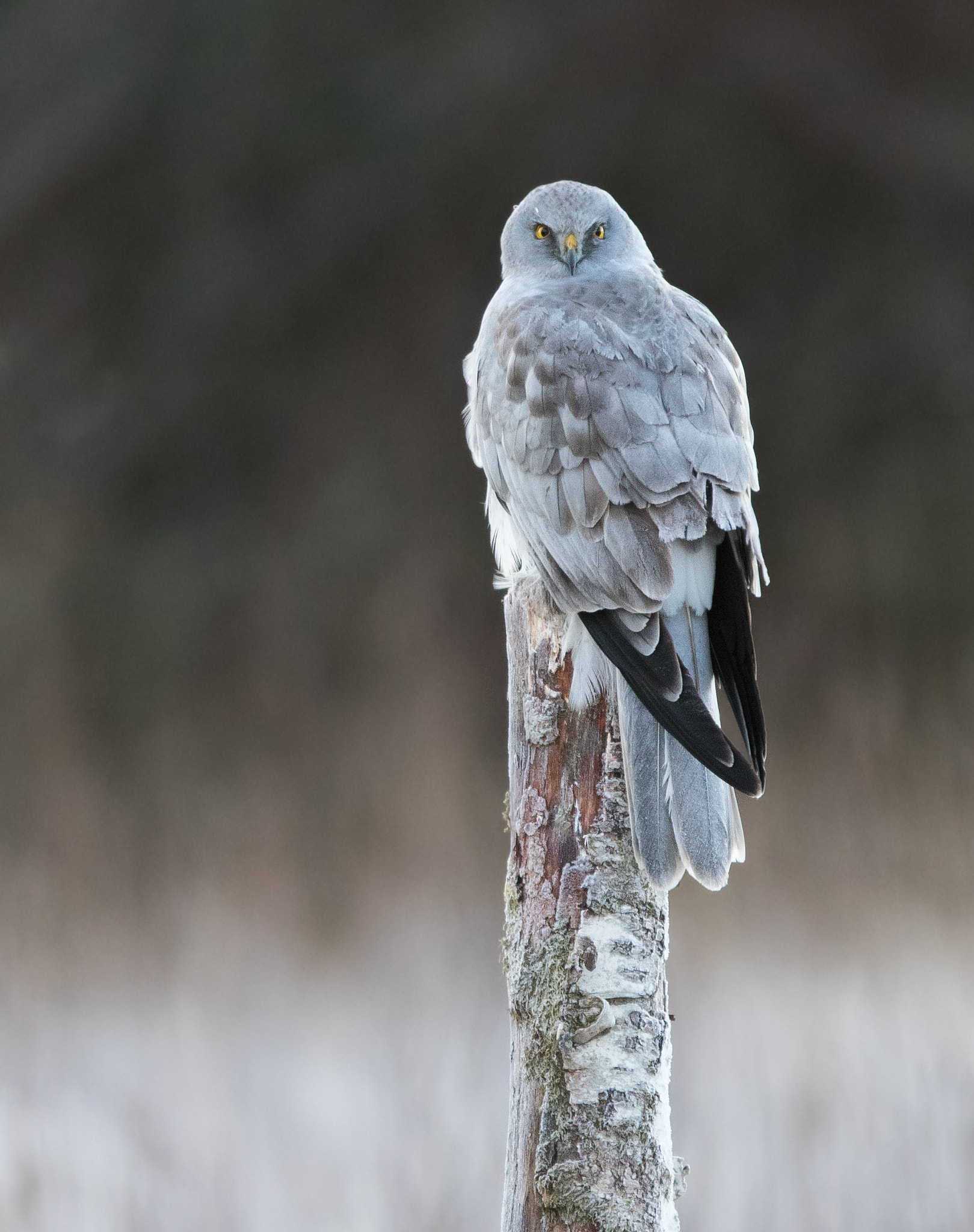 Canon EOS 7D Mark II + Canon EF 300mm F2.8L IS USM sample photo. Hen harrier photography
