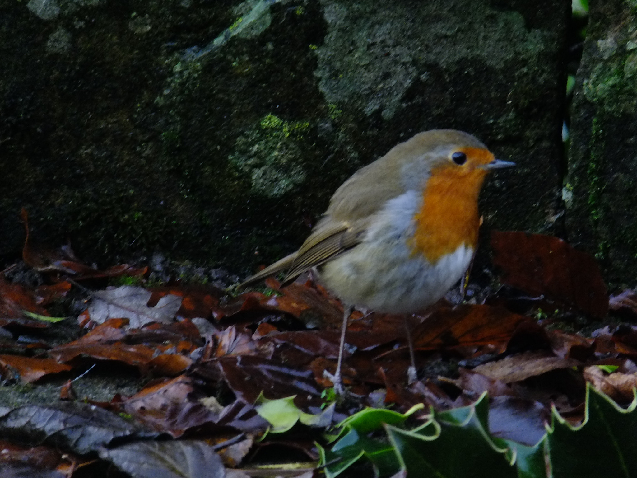 Fujifilm FinePix F770EXR (FinePix F775EXR) sample photo. A robin is for life, not just christmas photography