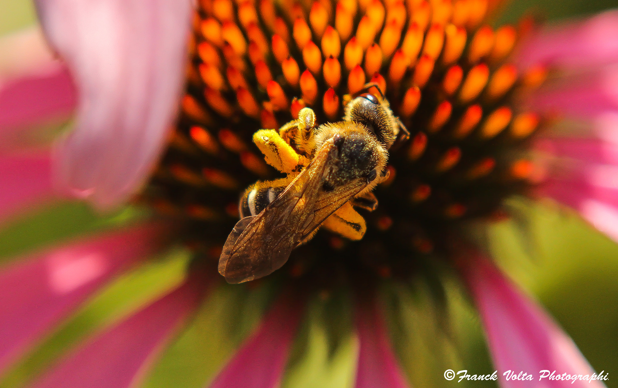 Canon EF 28-90mm f/4-5.6 sample photo. 1.jpg photography