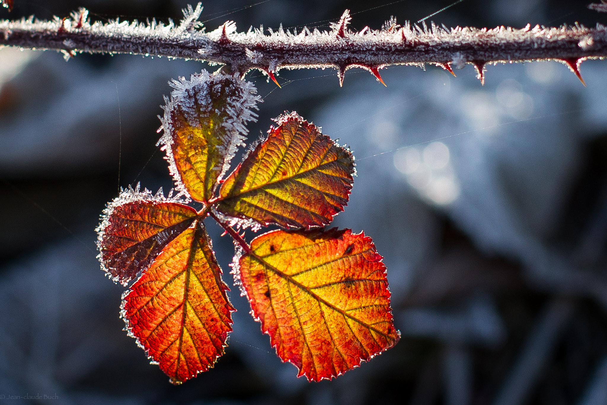 Canon EOS 7D + Canon EF 50mm F1.2L USM sample photo. Frozen of blackberries, brombeerfrost, gelée de mûres photography