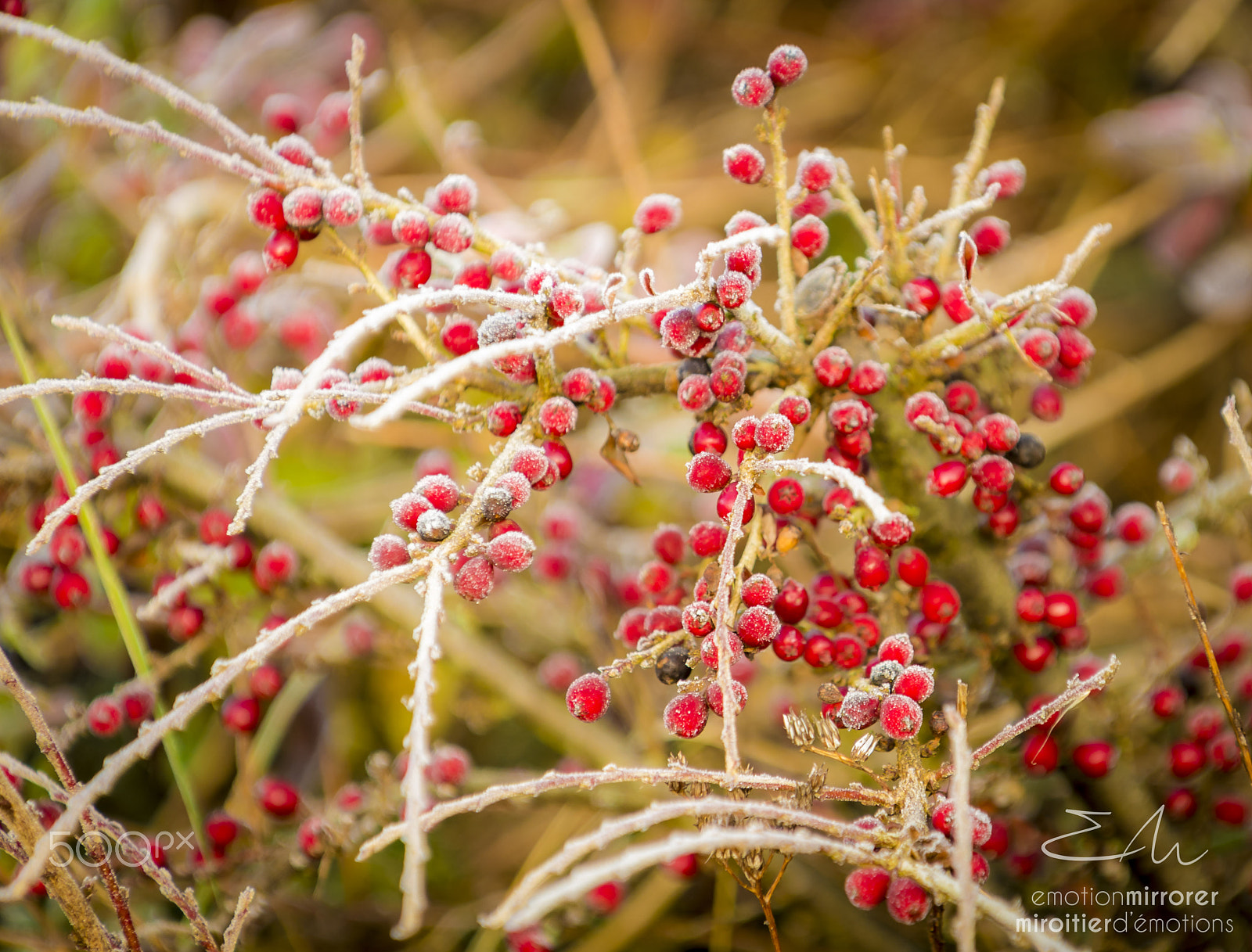 Nikon D4 sample photo. Frozen natur 1 photography