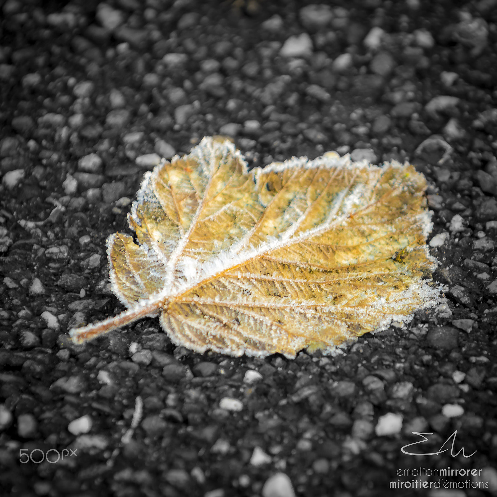Nikon D4 sample photo. Frozen natur 2 photography