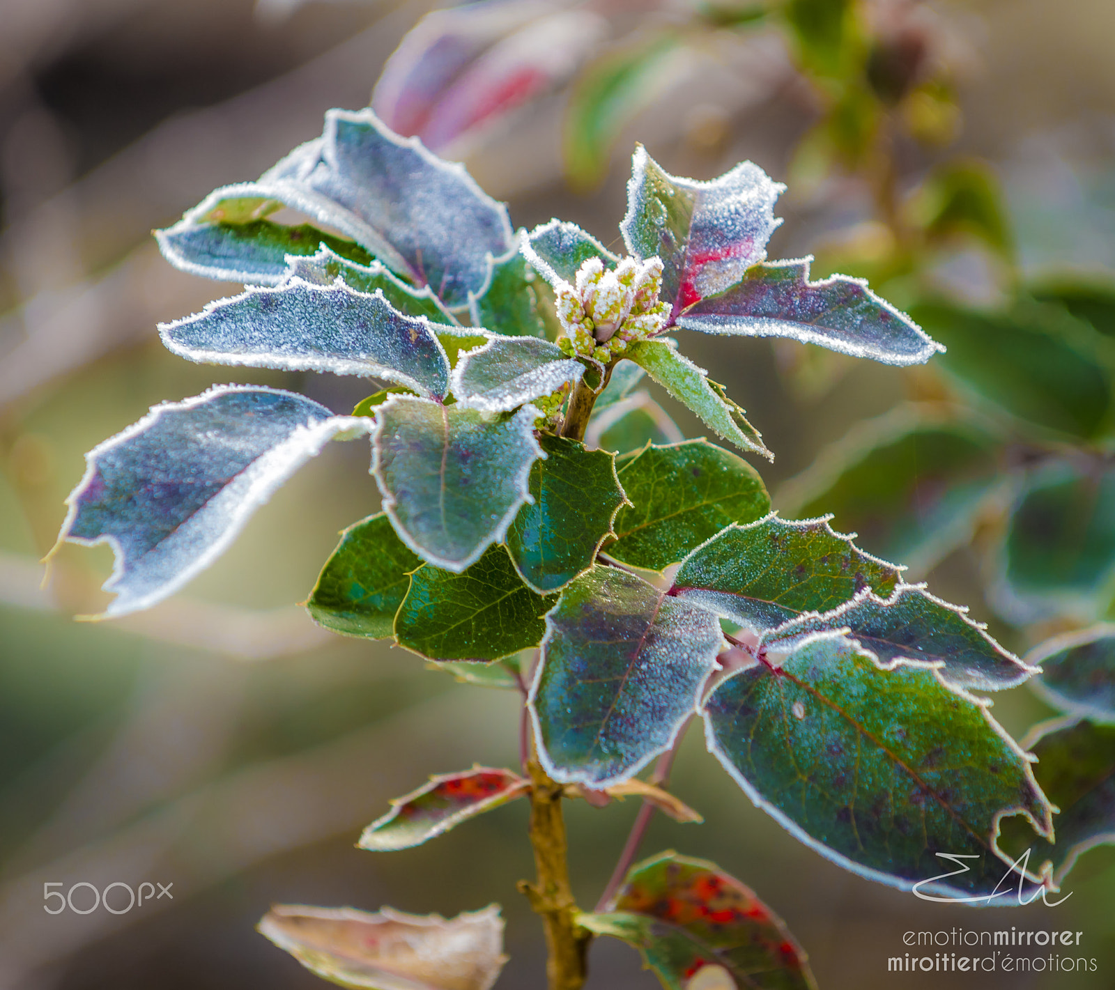 Nikon D4 sample photo. Frozen natur 3 photography