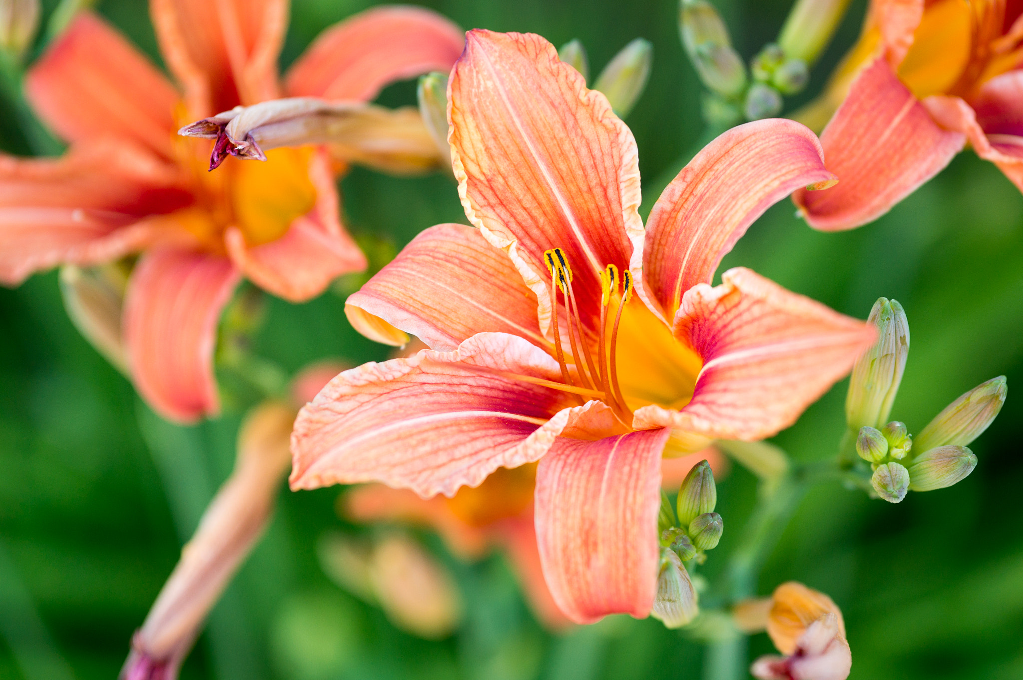 Sony Alpha NEX-5R sample photo. Magical flower photography